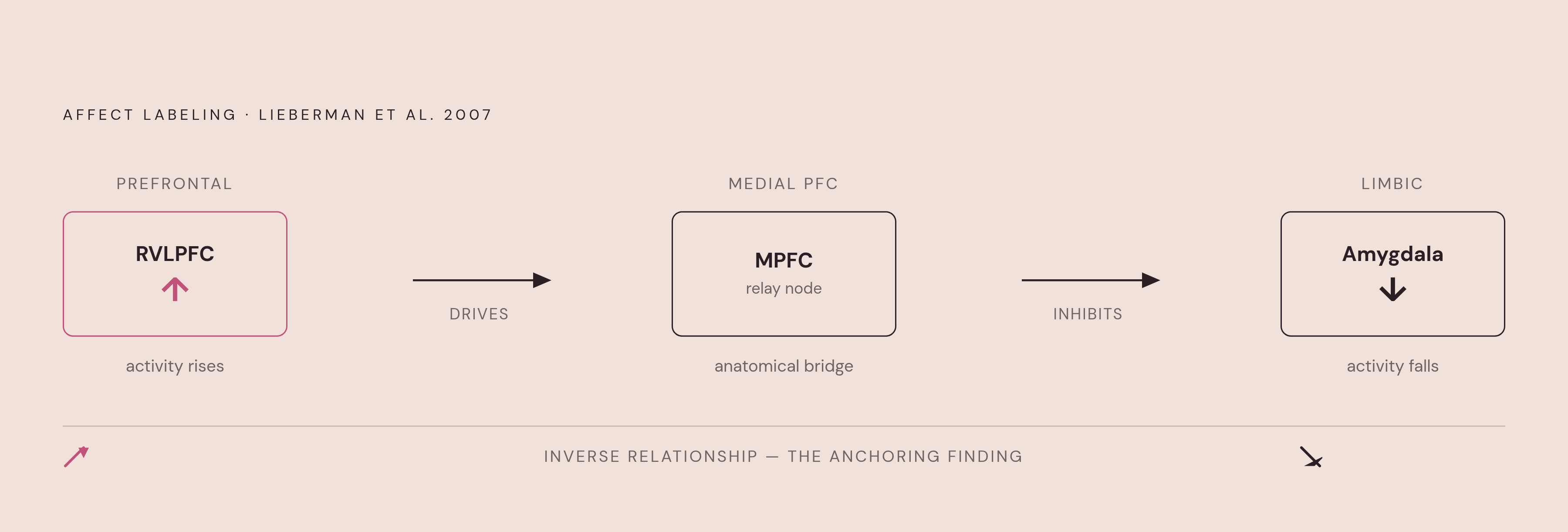 Diagram: The Three-Part Circuit: Naming a Feeling in the Brain. Visualizes: Show the core regulatory circuit identified by Lieberman et al.