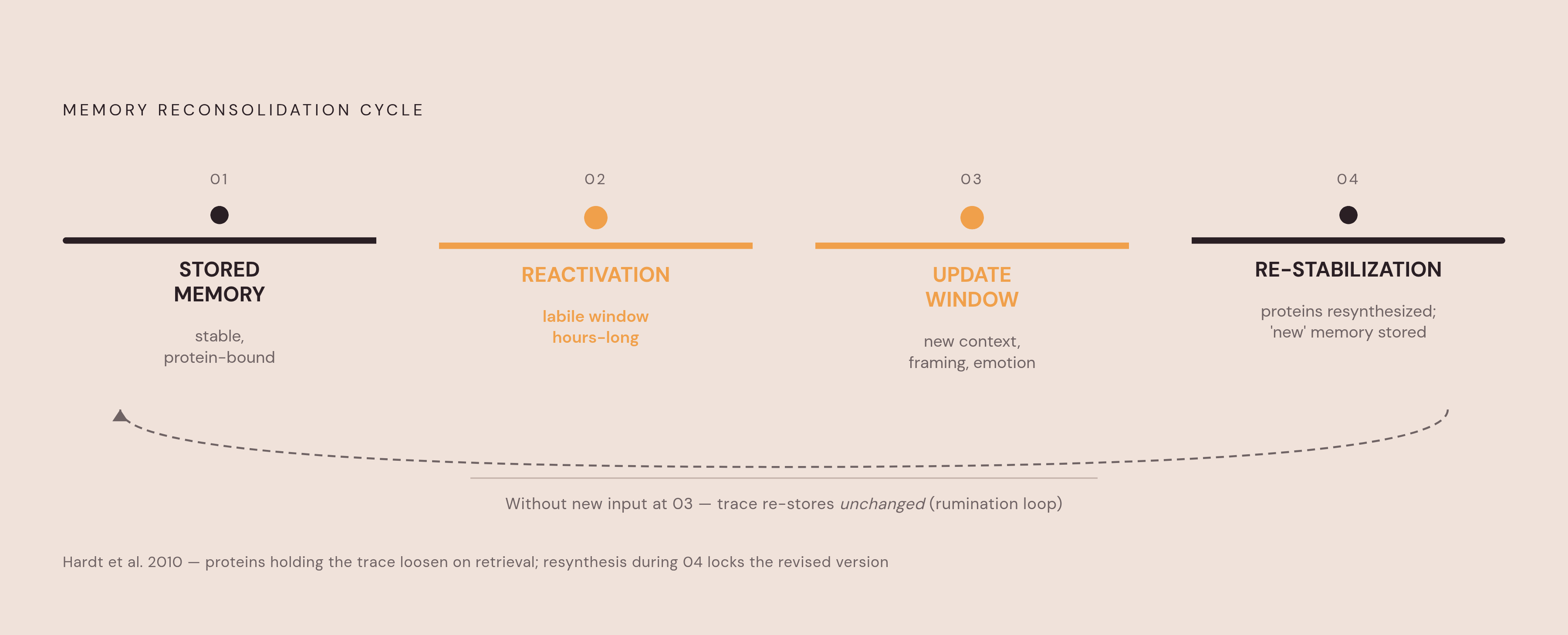 Diagram: How Recall Rewrites the Memory Before Re-Saving It. Visualizes: Show the reconsolidation cycle as a looping sequence of four stages: (1) Stored memory — stable, protein-bound trace; (2) Reactivation — memory becomes briefly chemically…