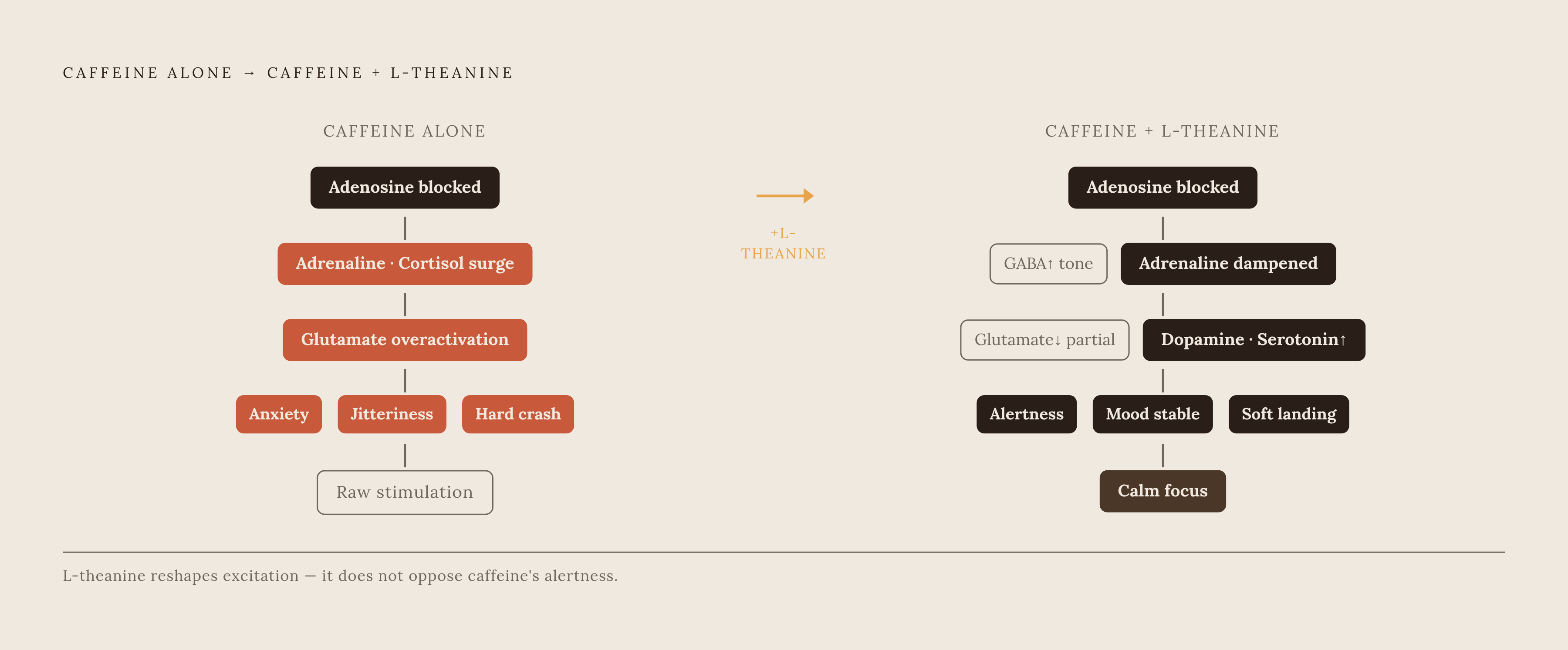 Diagram: How Caffeine and L-Theanine Correct Each Other's Weaknesses. Visualizes: Show the contrasting neurochemical effects of caffeine alone versus caffeine combined with L-theanine.