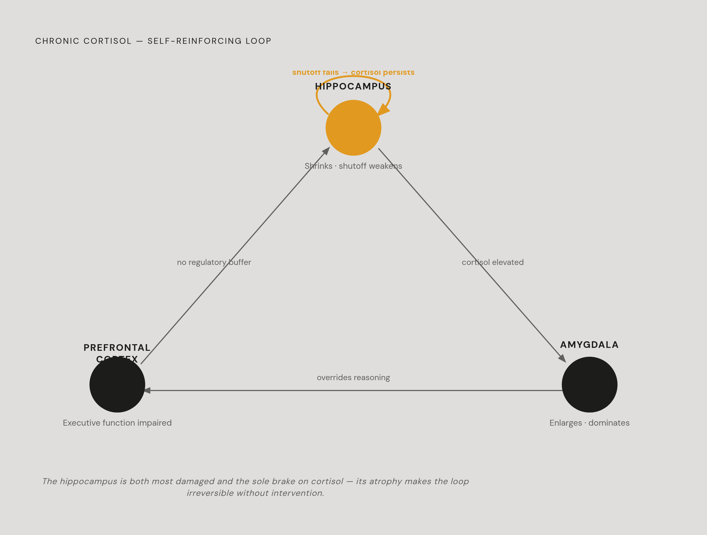 Diagram: How Chronic Cortisol Rewires the Deciding Brain. Visualizes: Visualize the three-part structural feedback loop that chronic cortisol creates: (1) Hippocampus — highest concentration of glucocorticoid receptors, neurons retract dendrites…