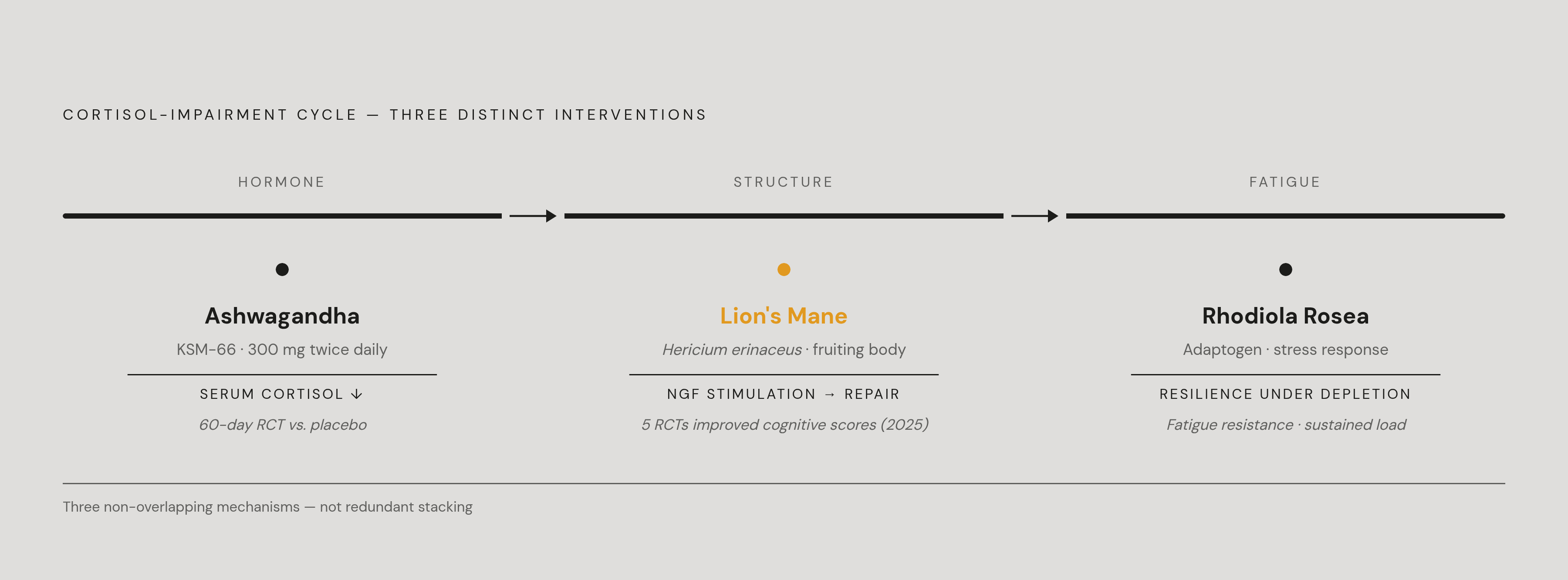 Diagram: Three Compounds, Three Points in the Same Cycle. Visualizes: Show three compounds acting at three distinct intervention points in the cortisol-impairment cycle.