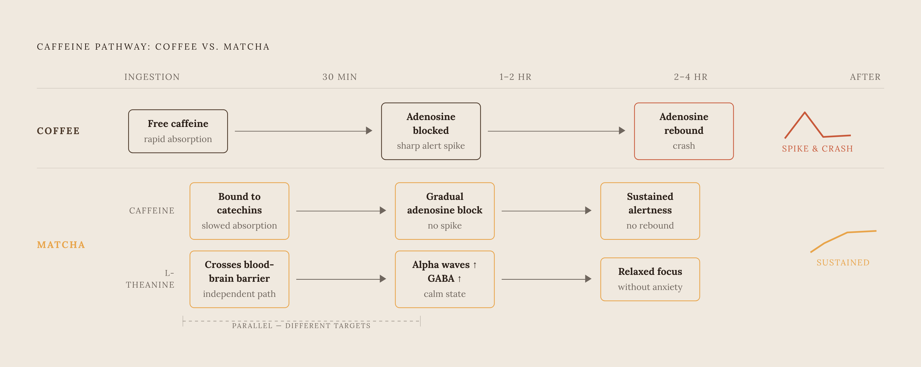Diagram: Why Matcha Feels Different: Two Mechanisms Running in Parallel. Visualizes: Show two simultaneous but distinct pathways that explain matcha's cognitive effect versus coffee's.