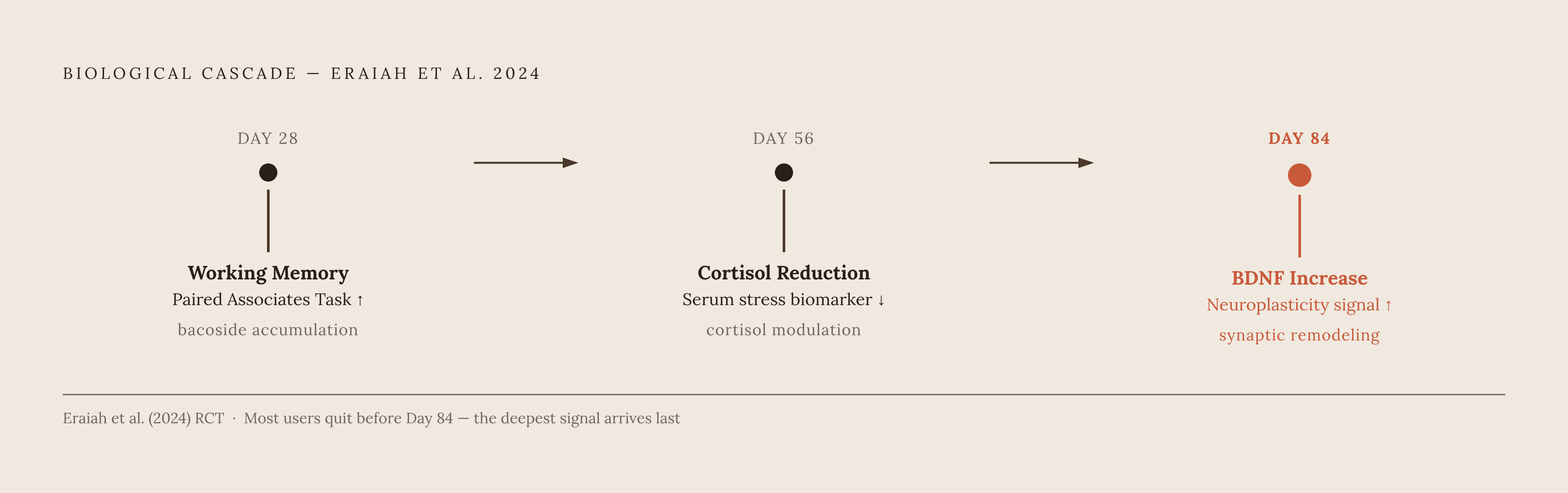 Diagram: Bacopa's Cascade: When Each Benefit Actually Appears. Visualizes: Show a timeline of the three confirmed biological milestones from the Eraiah et al.