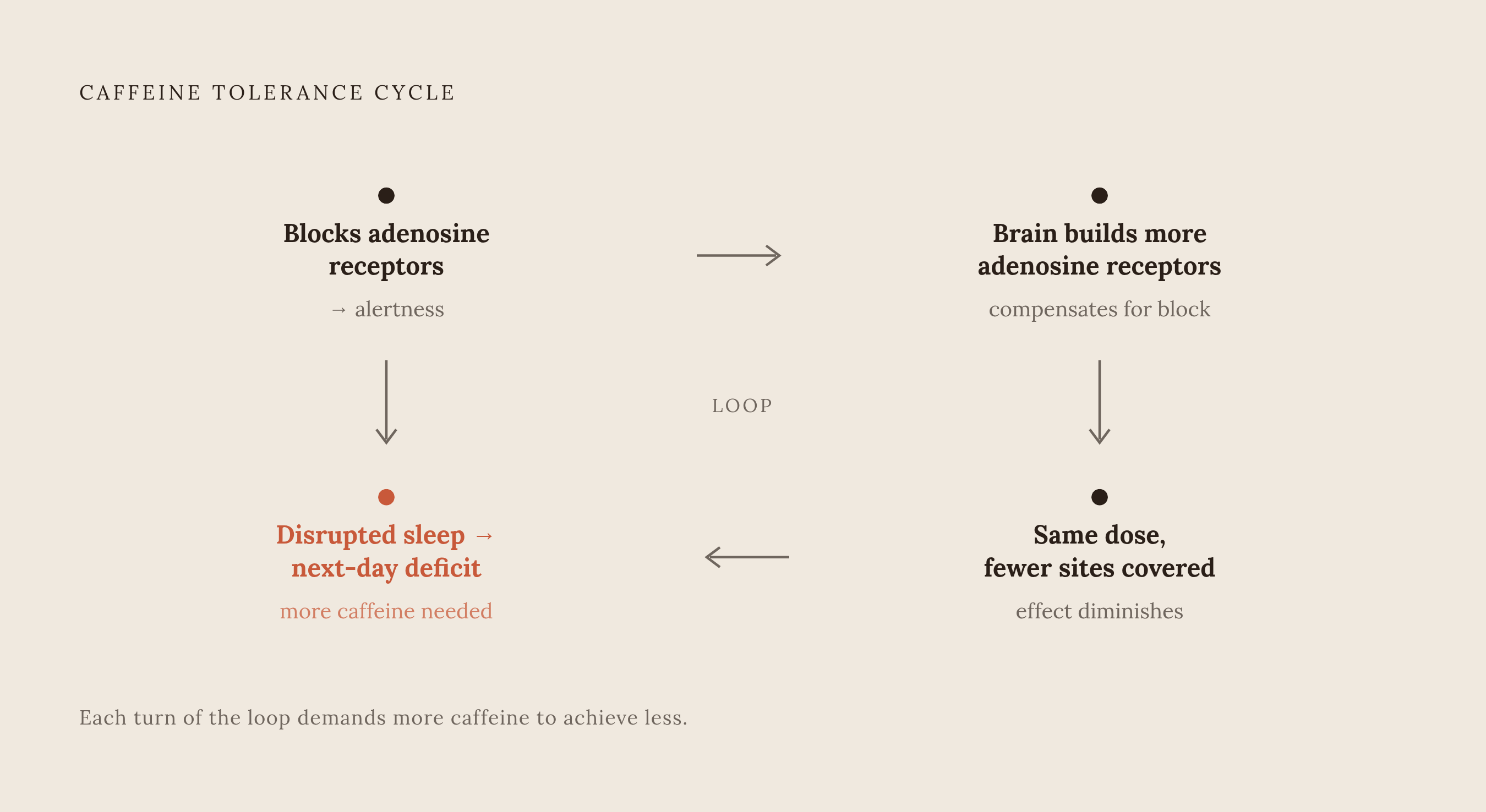 Diagram: The Caffeine Tolerance Loop: One Cycle, Four Stages. Visualizes: Visualize the self-reinforcing cycle that chronic caffeine use creates, as described in the article.
