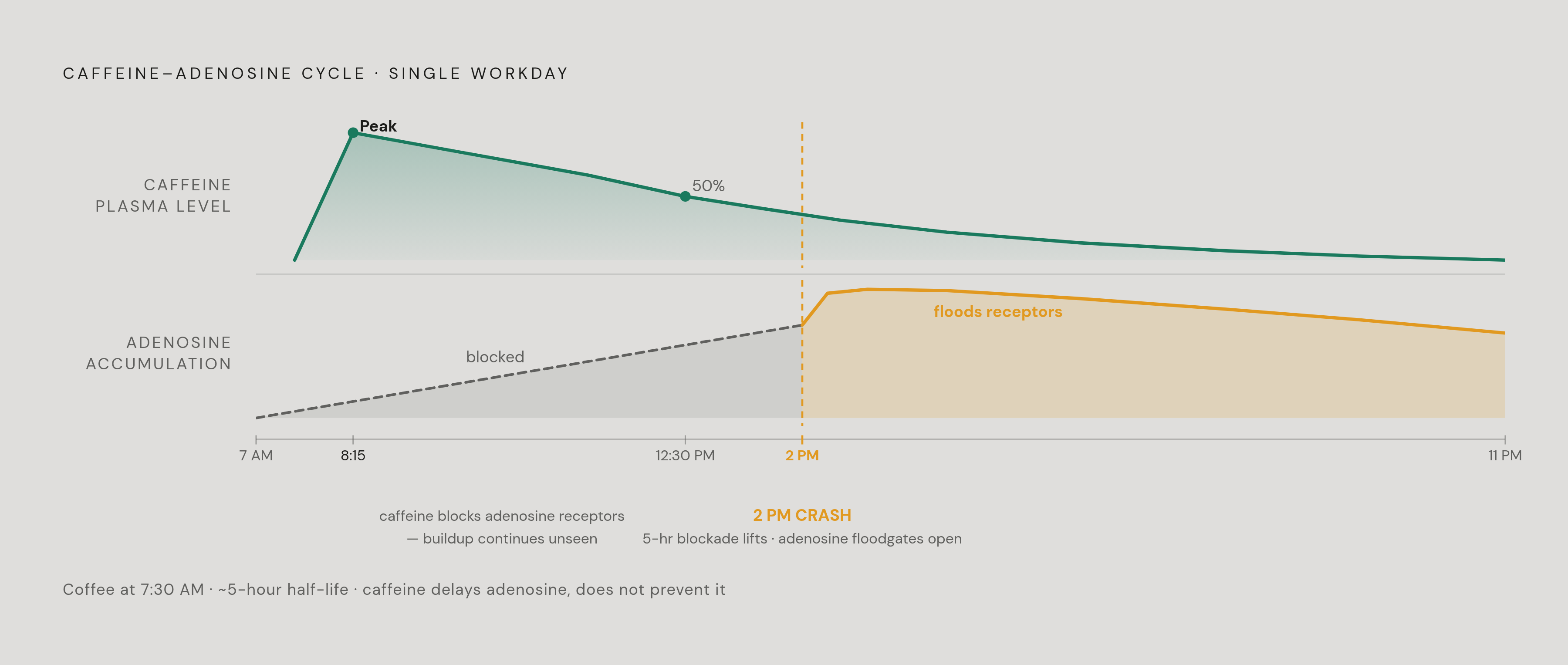 Diagram: How Caffeine Masks Adenosine — and Why the Crash Is Inevitable. Visualizes: Visualize the mechanism and timing of the caffeine-adenosine cycle as a two-track timeline across a single workday.