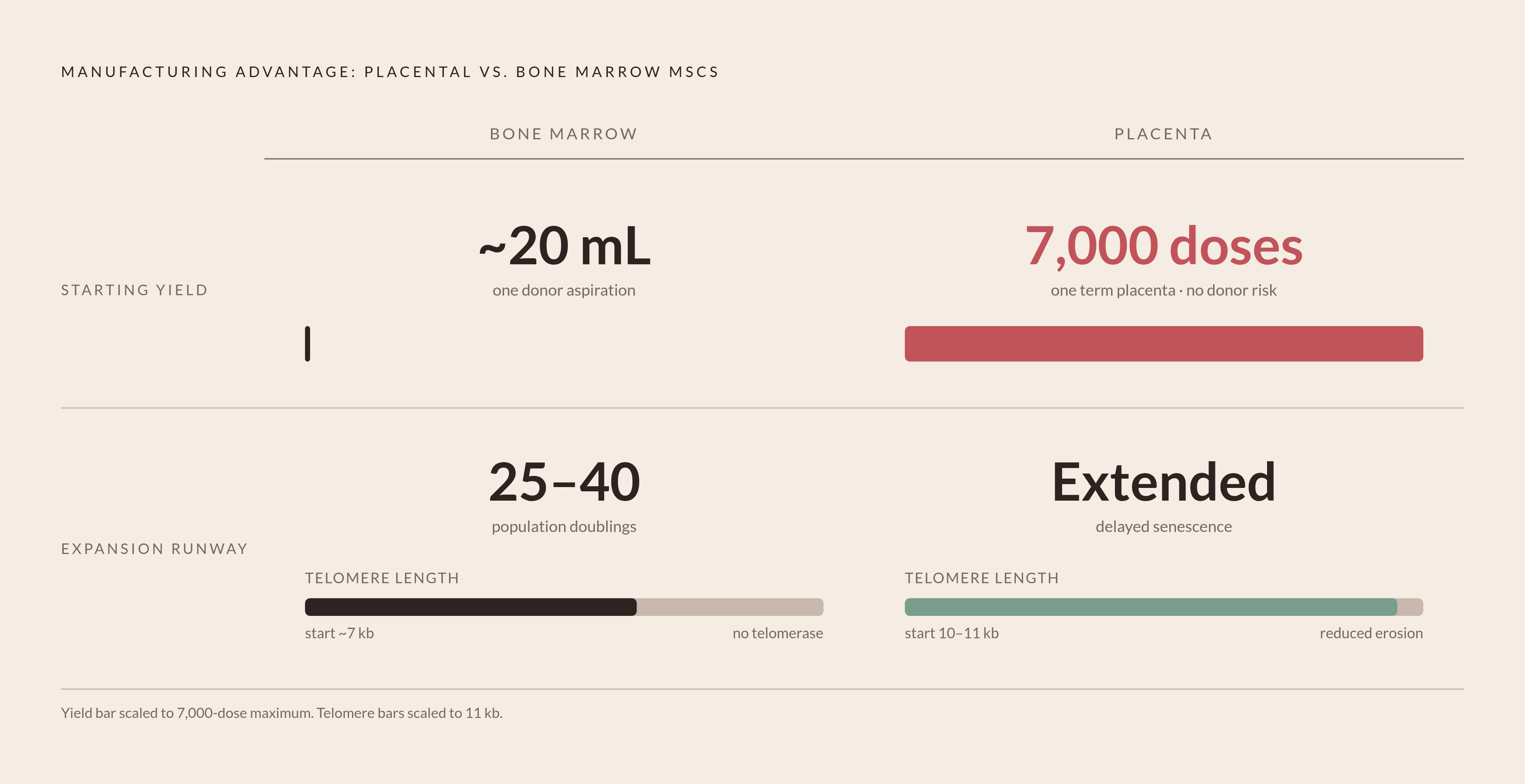 Diagram: Placenta vs. Bone Marrow: The Yield and Runway Gap. Visualizes: Visualize two compounding manufacturing advantages of placental MSCs over bone marrow MSCs, shown as a side-by-side comparison across two dimensions: starting yield and…