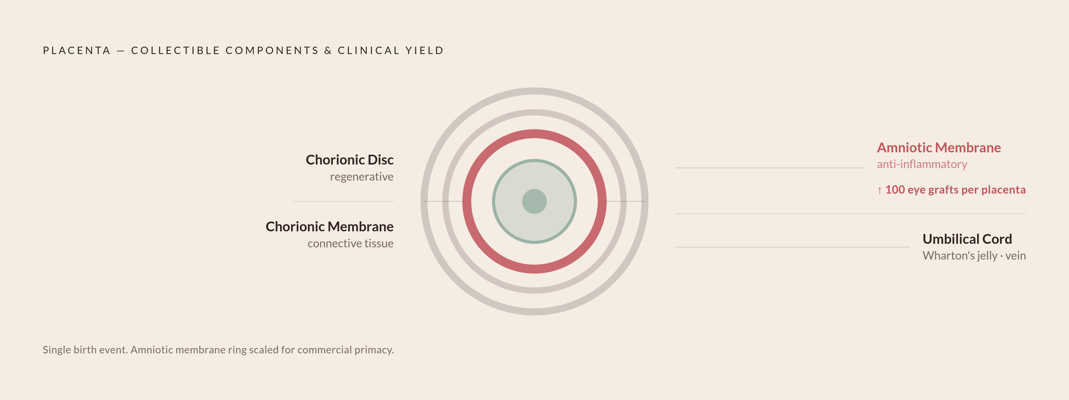 Diagram: What a Single Placenta Can Yield. Visualizes: Show the collectible components from a single birth event and the clinical yield that drives program economics.