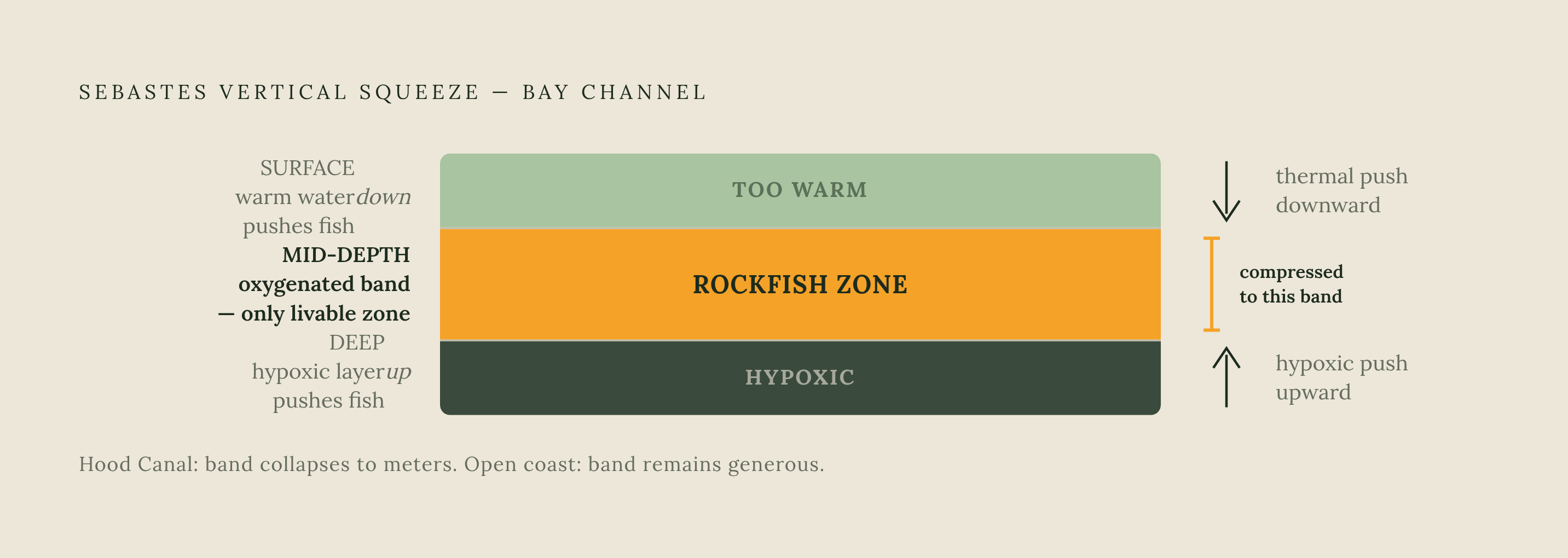 Diagram: The Squeeze: Two Forces Compress Rockfish Into a Mid-Depth Band. Visualizes: Illustrate the vertical 'squeeze' mechanism in a bay channel water column.