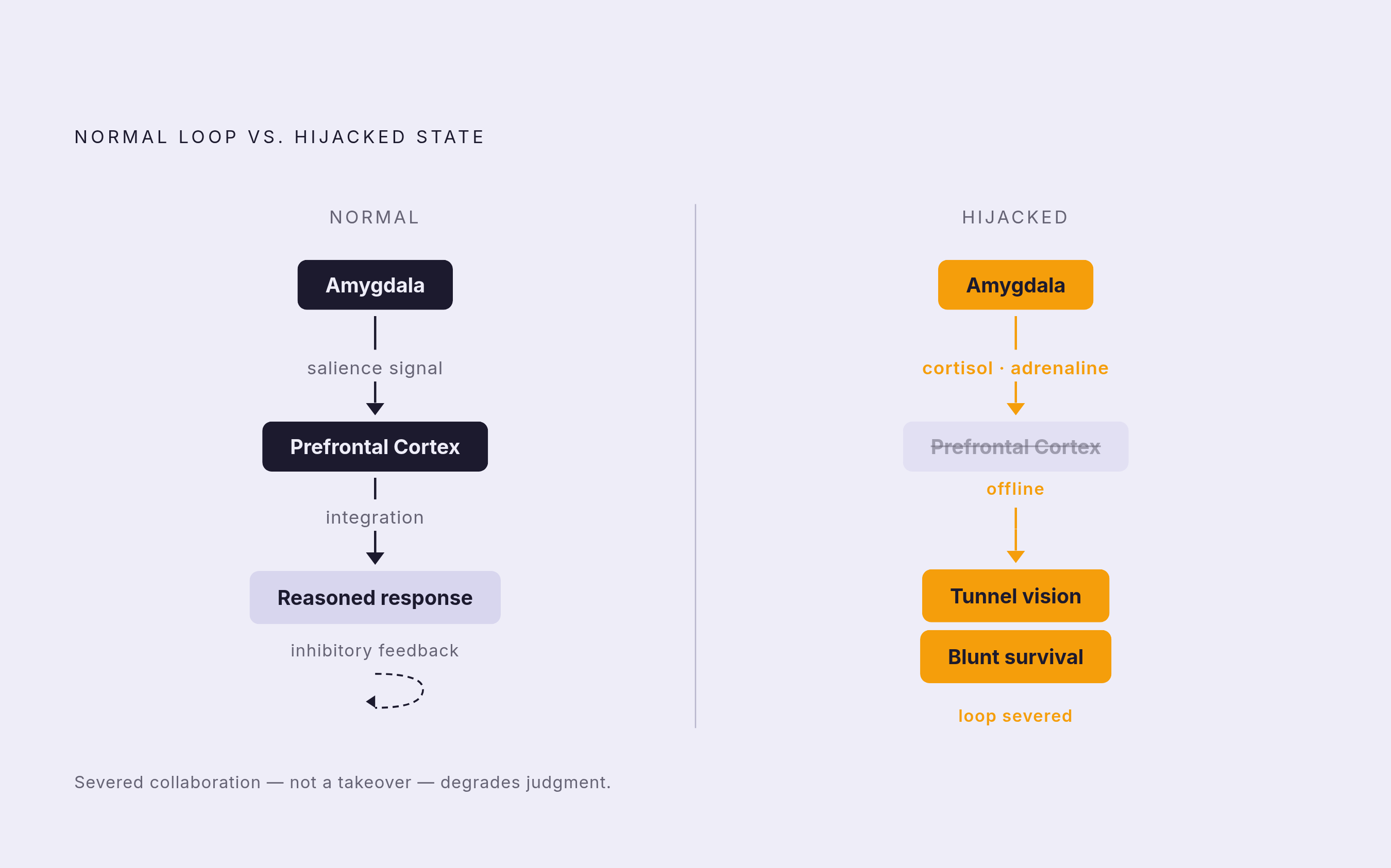 Diagram: How a Hijack Breaks the Amygdala–Prefrontal Loop. Visualizes: Visualize the two-state contrast between a normal and a hijacked brain: in the normal state, the amygdala flags emotional salience and the prefrontal cortex integrates that…