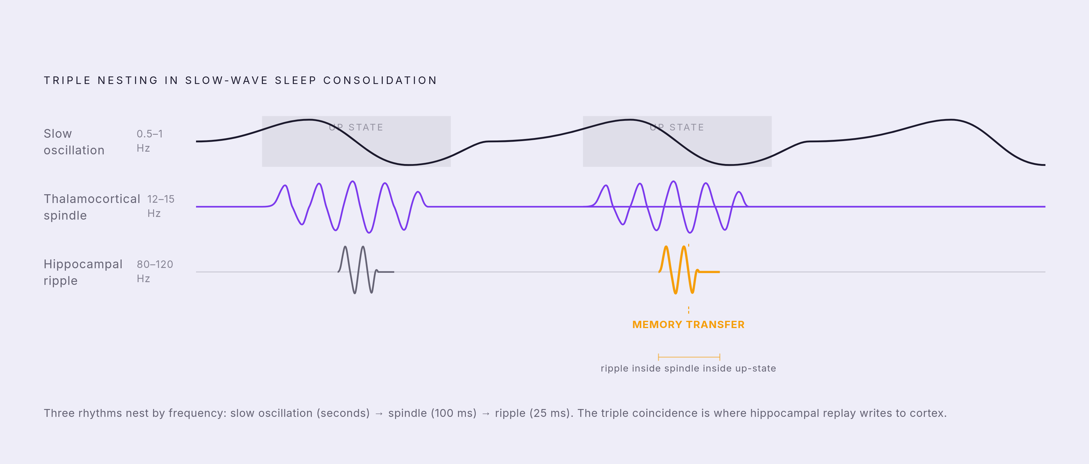 Diagram: The Three-Oscillation Handshake: How Memory Transfers During Sleep. Visualizes: Visualize the nested timing relationship of three coordinated brain rhythms that drive declarative memory consolidation during slow-wave sleep: cortical…