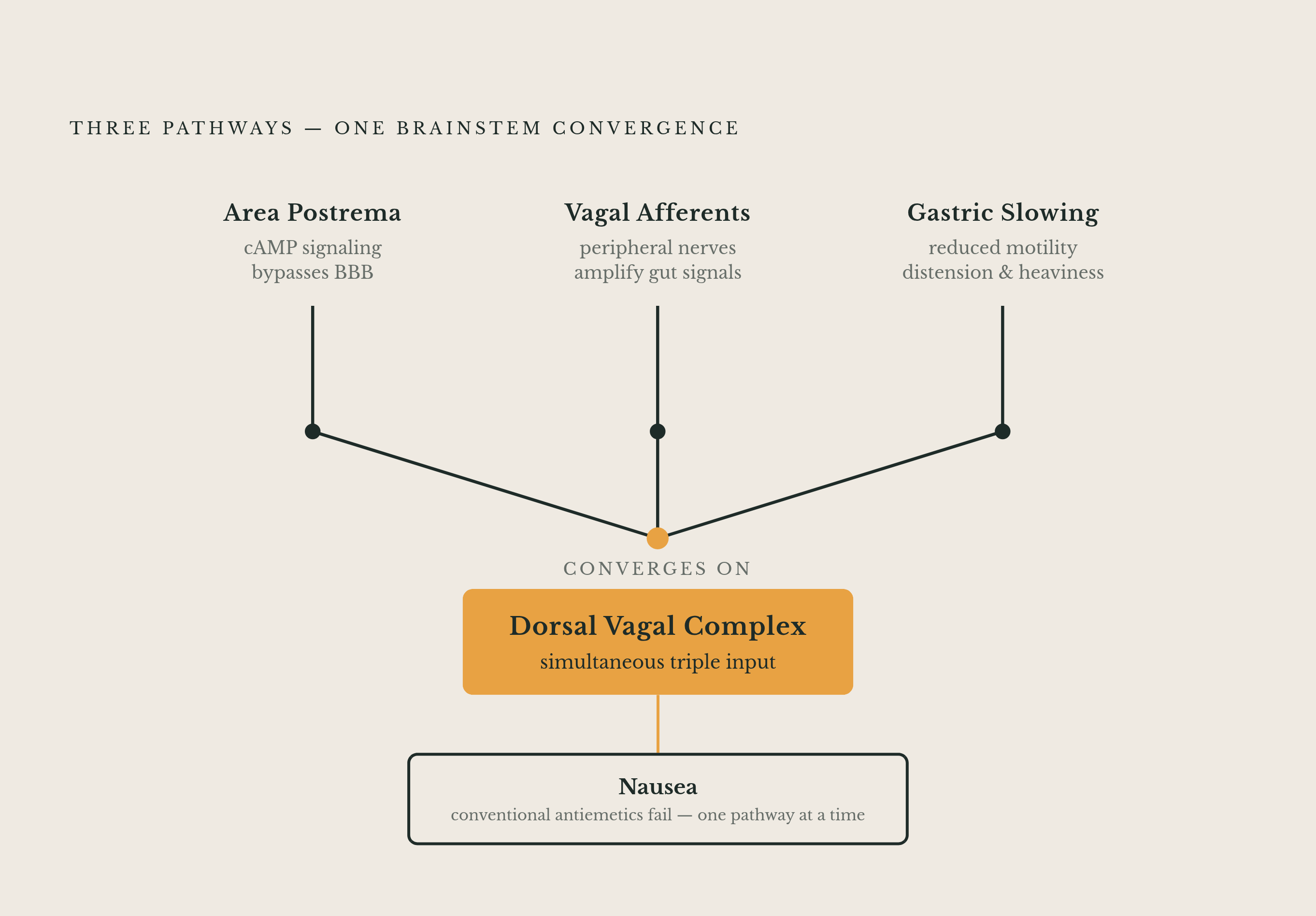 Diagram: Three Pathways, One Felt Sensation. Visualizes: Visualize how three simultaneous biological pathways converge to produce GLP-1 nausea.
