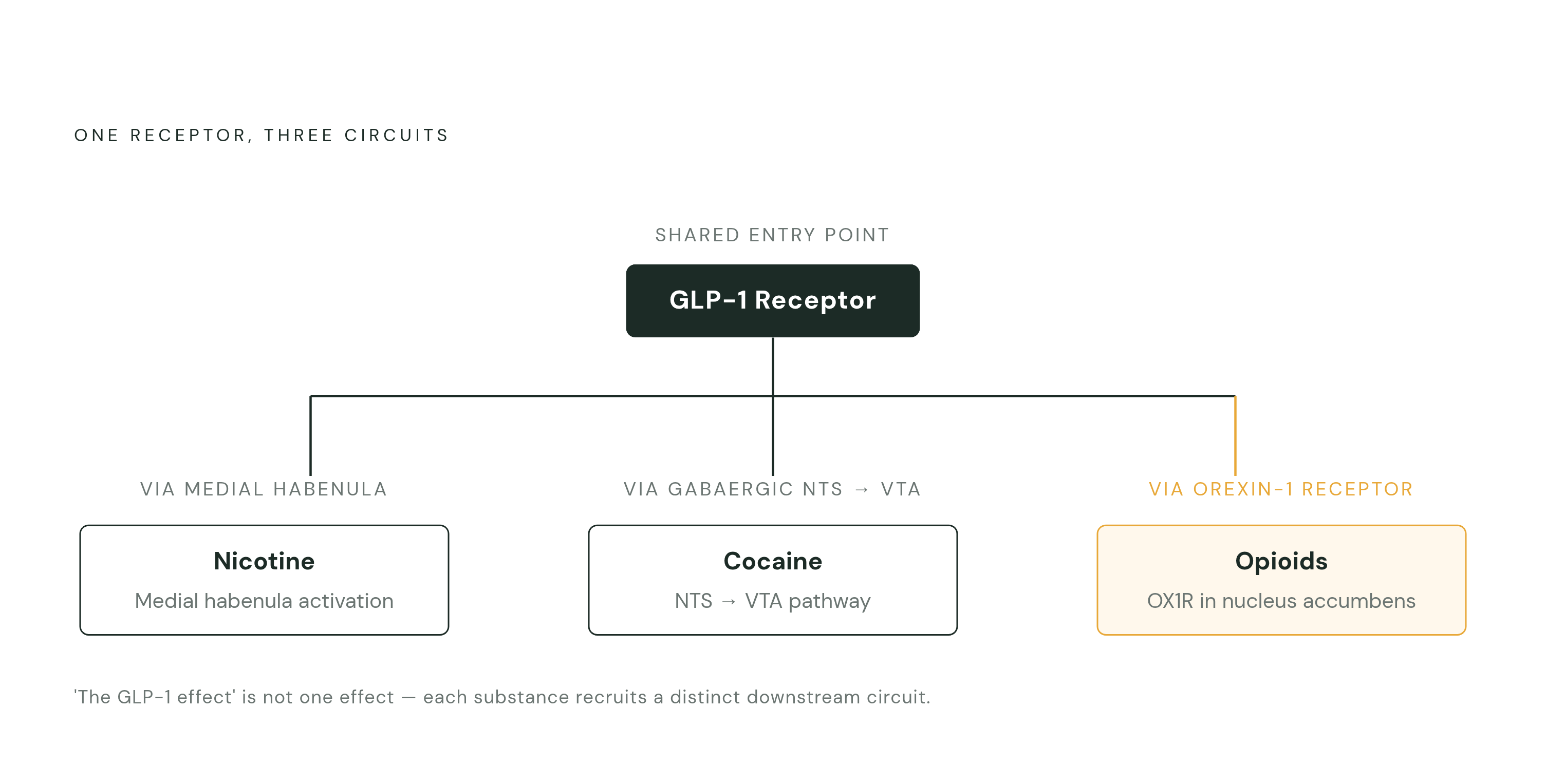 Diagram: One Receptor, Three Substance-Specific Pathways. Visualizes: Visualize how a single upstream receptor — the GLP-1 receptor — feeds into three distinct downstream circuits depending on the substance of addiction: for nicotine, activation…