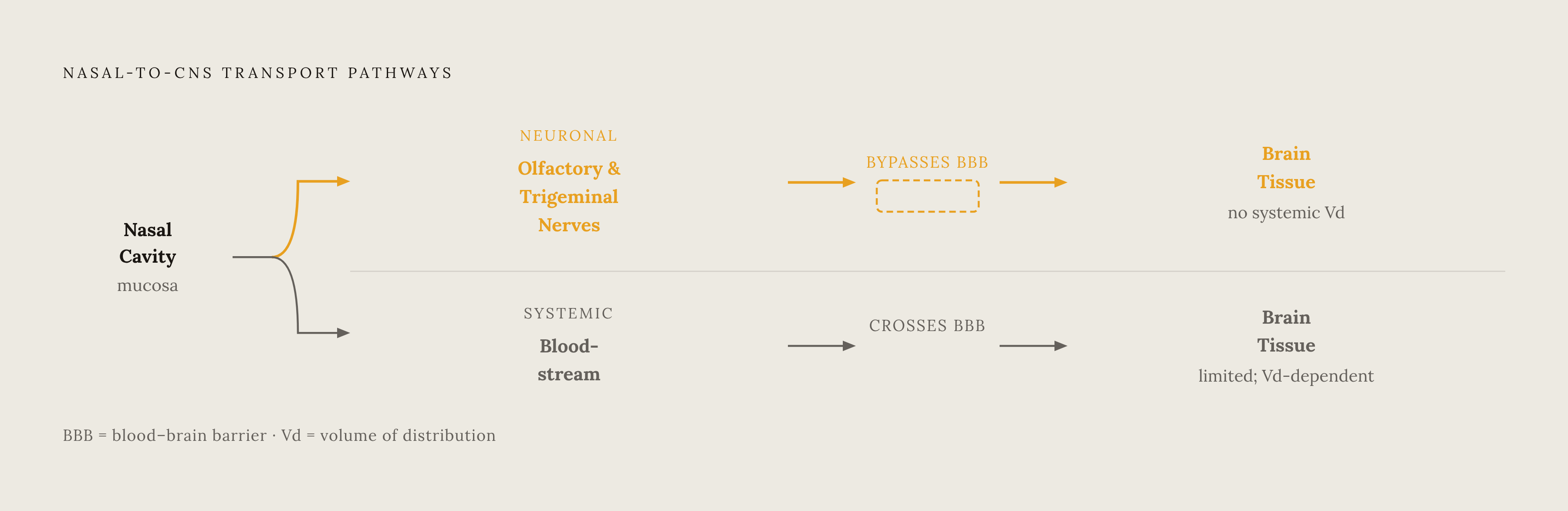Diagram: Two Routes from Nose to Brain. Visualizes: Illustrate the two distinct transport pathways from the nasal cavity into the CNS described in the article: (1) the dominant neuronal route through the nasal mucosa into the olfactory and…