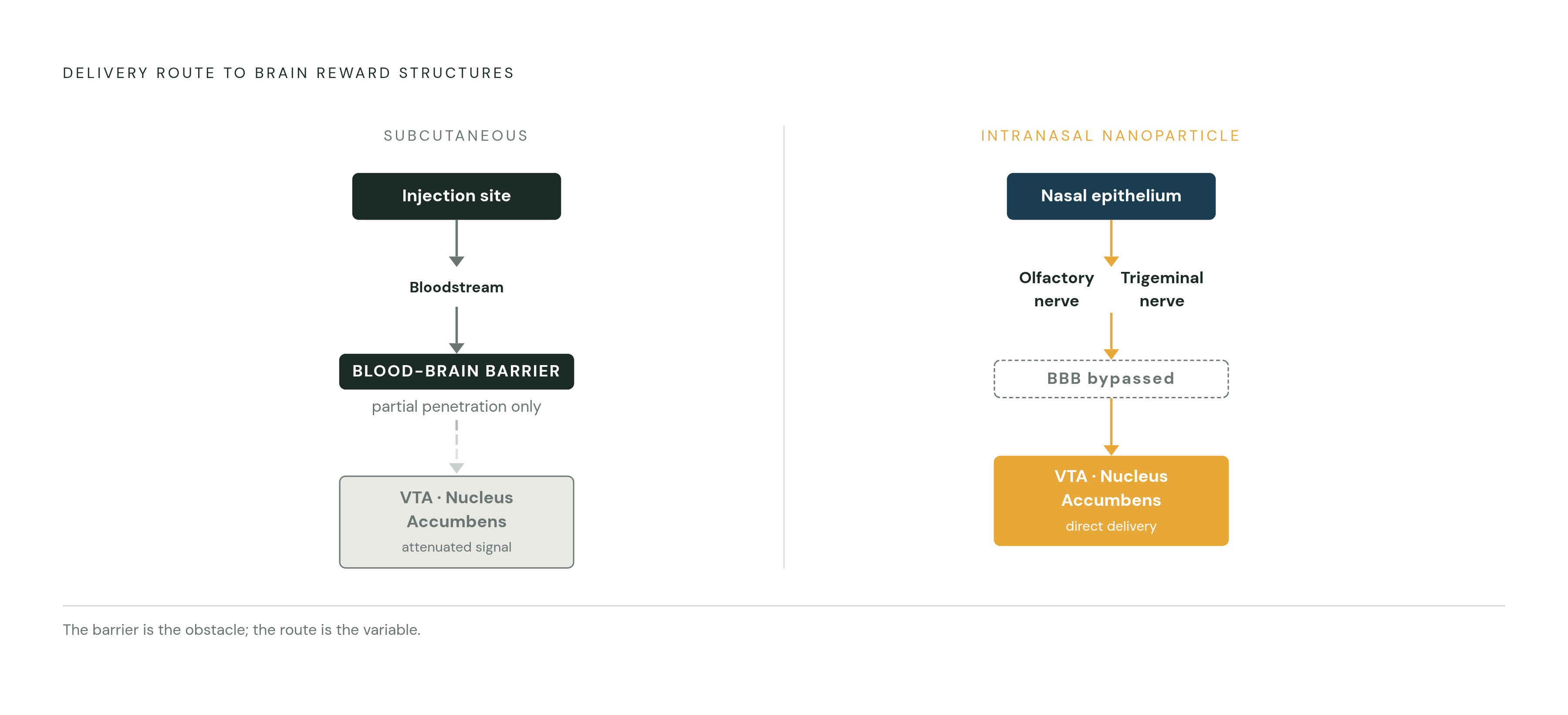 Diagram: Injection vs. Nose-to-Brain: Two Paths to the Reward Circuit. Visualizes: Illustrate the contrast between subcutaneous injection (peripheral, indirect, partial CNS penetration across the blood-brain barrier) and intranasal nanoparticle…