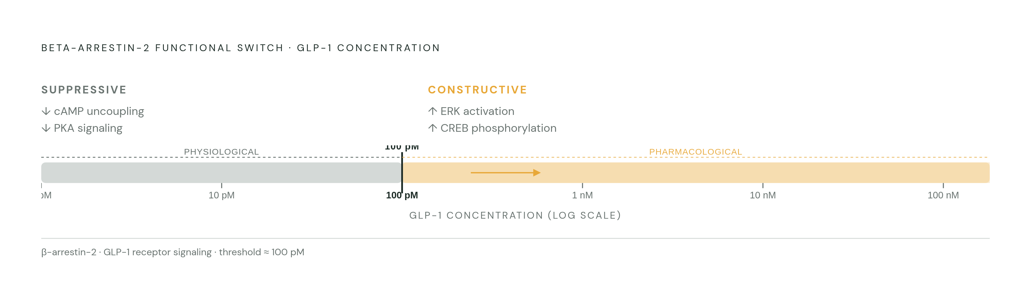 Diagram: Beta-Arrestin-2: From Brake to Accelerator. Visualizes: Visualize how beta-arrestin-2 switches functional role depending on GLP-1 concentration.