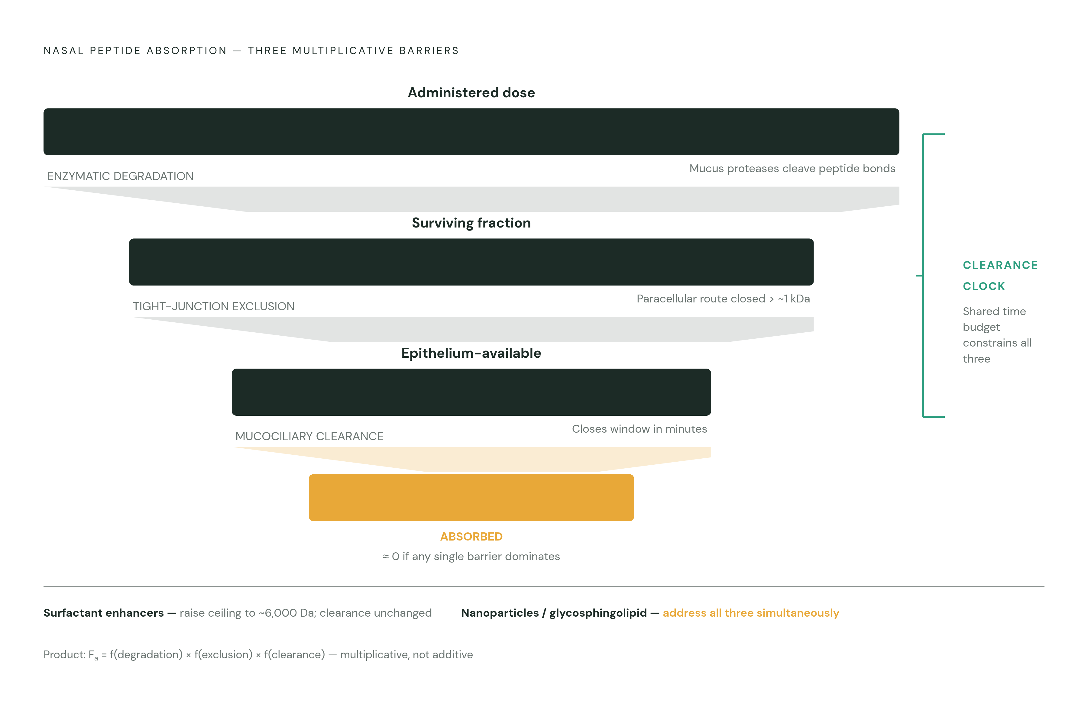 Diagram: Three Barriers, One Shrinking Clock. Visualizes: Visualize the three simultaneous, multiplicative barriers a nasal peptide faces — enzymatic degradation in the mucus layer, tight-junction exclusion of the paracellular route, and…