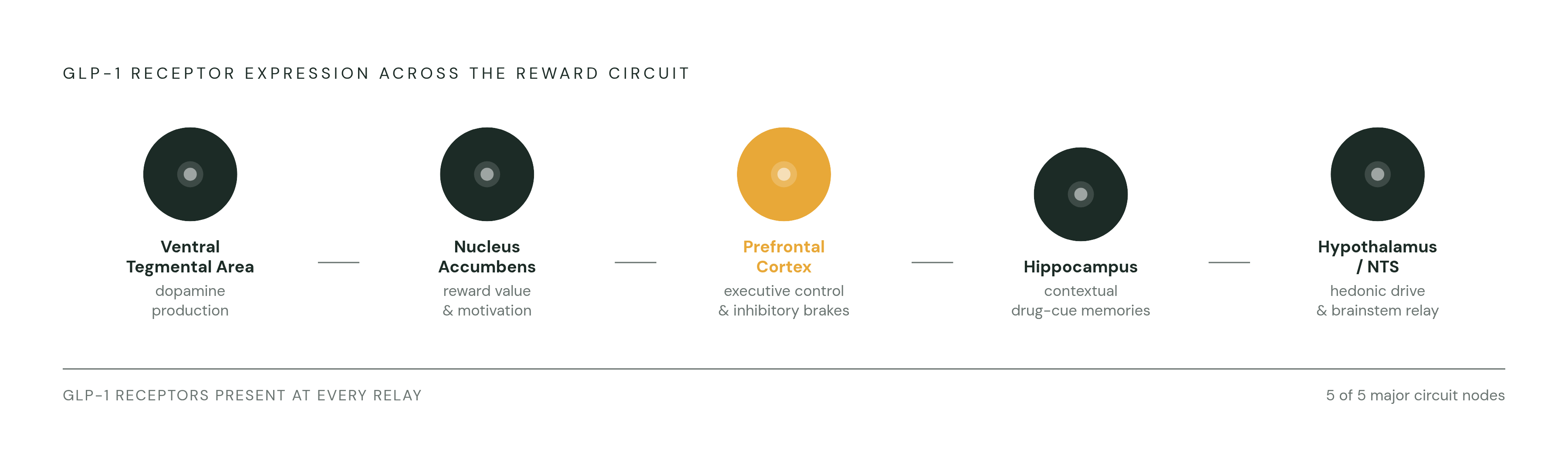 Diagram: GLP-1 Receptors Are Woven Into Every Major Reward Circuit Node. Visualizes: Show the five key brain regions where GLP-1 receptors are densely expressed, laid out as a simplified reward-circuit pathway: nucleus accumbens (reward…