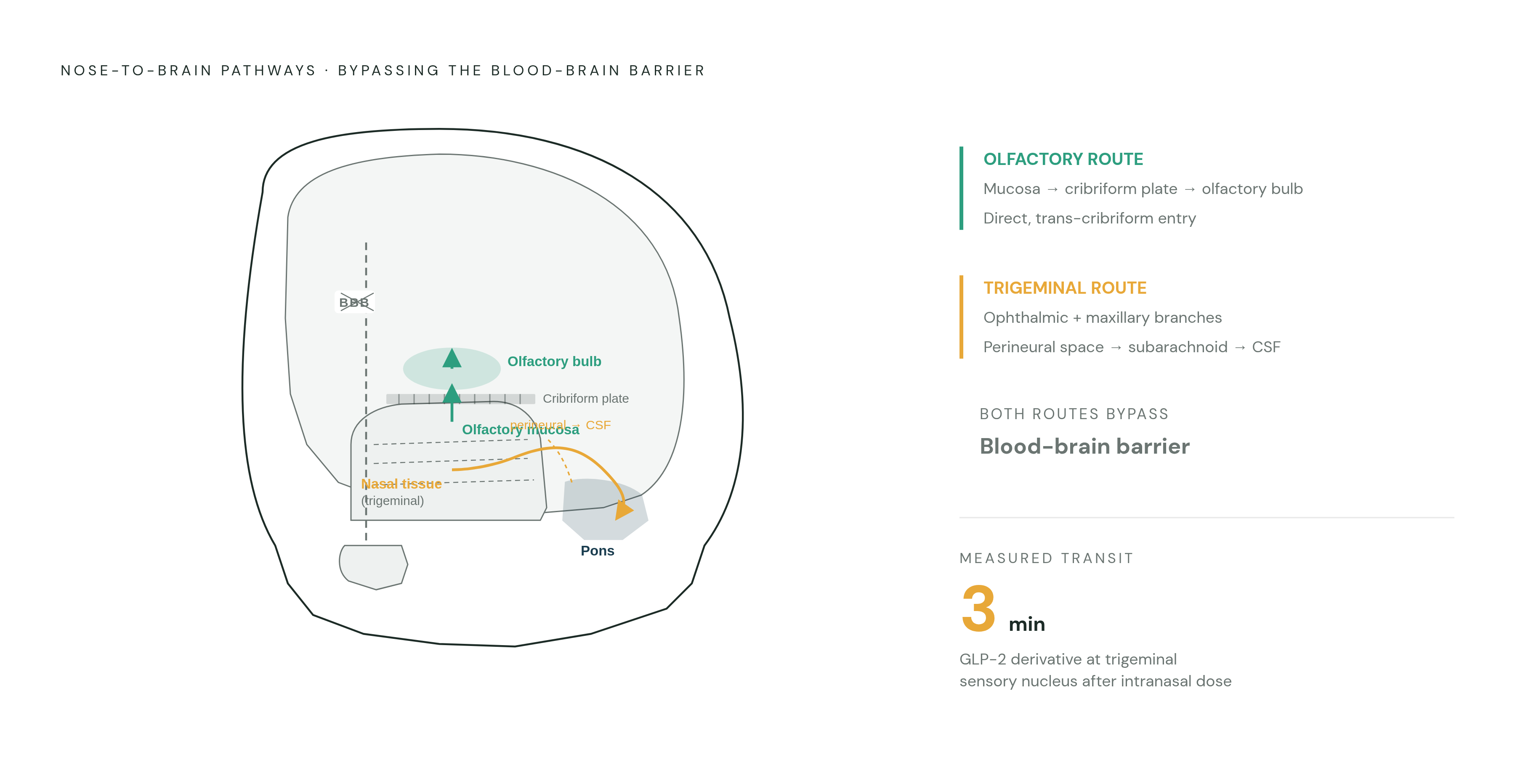 Diagram: Two Nerve Highways from Nose to Brain. Visualizes: Illustrate the two cranial nerve pathways that carry drugs from nasal mucosa into the brain, bypassing the blood-brain barrier entirely.