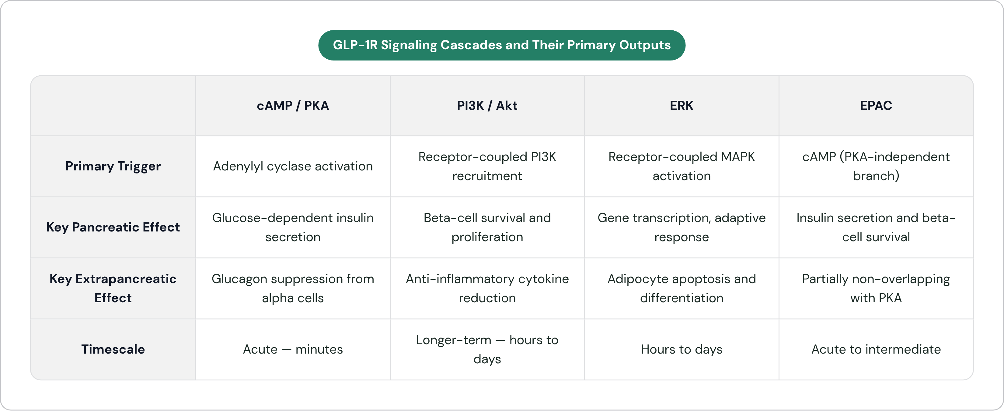 Table: GLP-1R Signaling Cascades and Their Primary Outputs. Compares Primary Trigger, Key Pancreatic Effect, Key Extrapancreatic Effect and Timescale by cAMP / PKA, PI3K / Akt, ERK and EPAC.