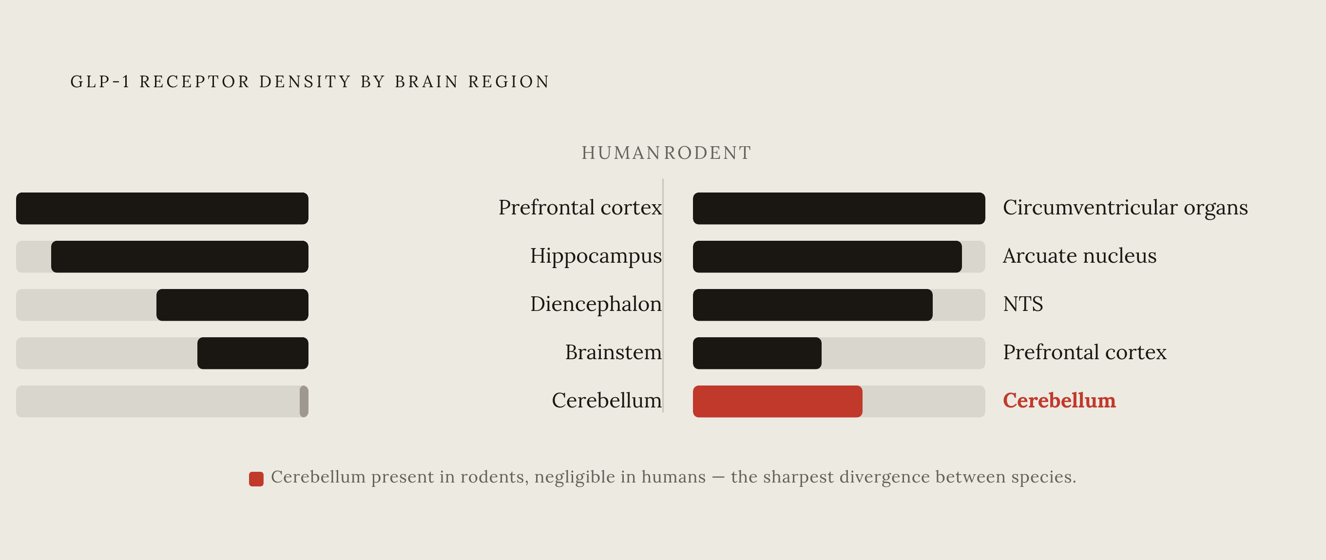 Diagram: Human vs. Rodent: The GLP-1 Receptor Map Diverges. Visualizes: Show a side-by-side brain region comparison contrasting GLP-1 receptor density patterns in humans versus rodents.