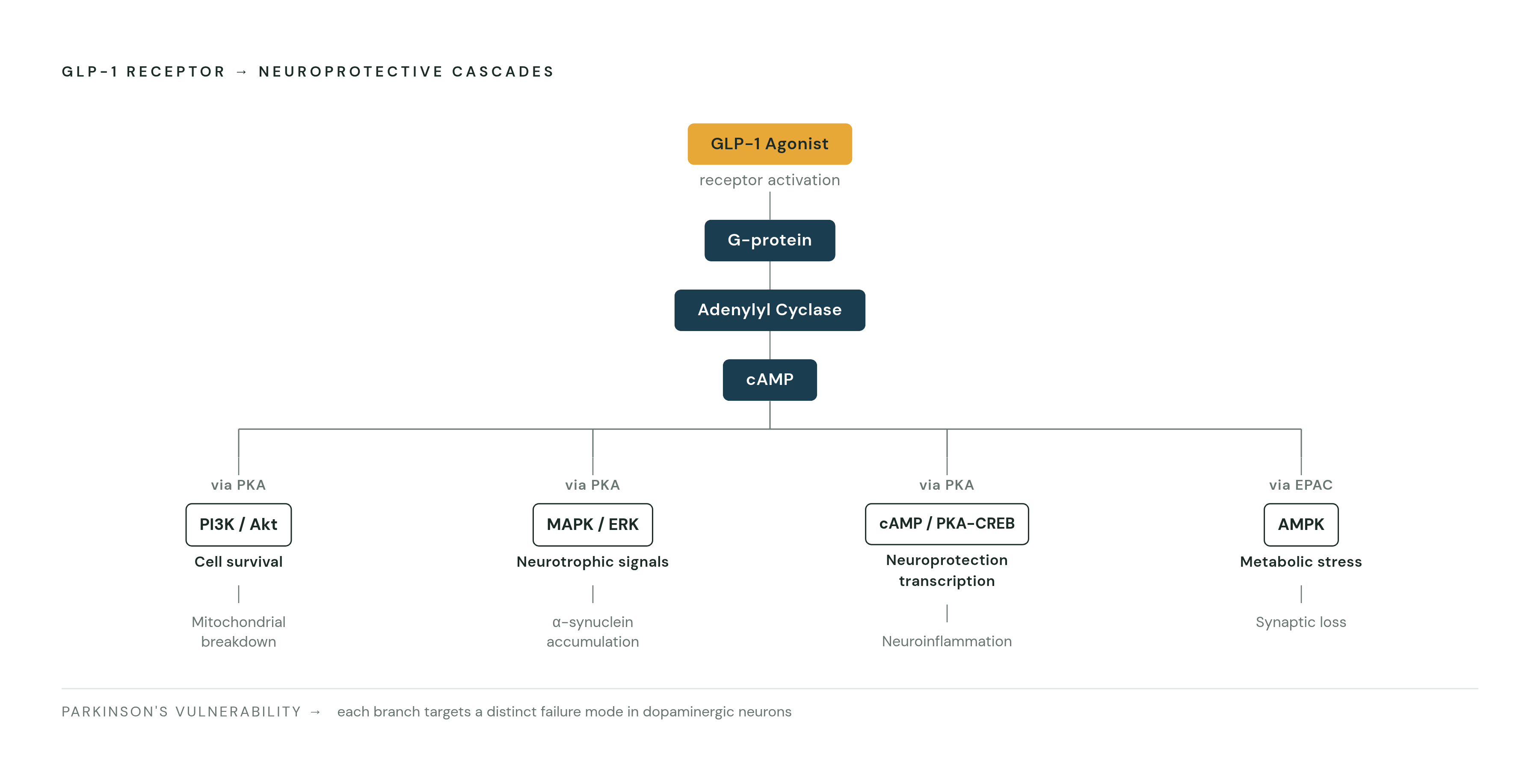 Diagram: One Receptor, Four Protective Pathways. Visualizes: Visualize the signaling cascade from GLP-1 receptor activation to four downstream neuroprotective pathways in dopaminergic neurons.