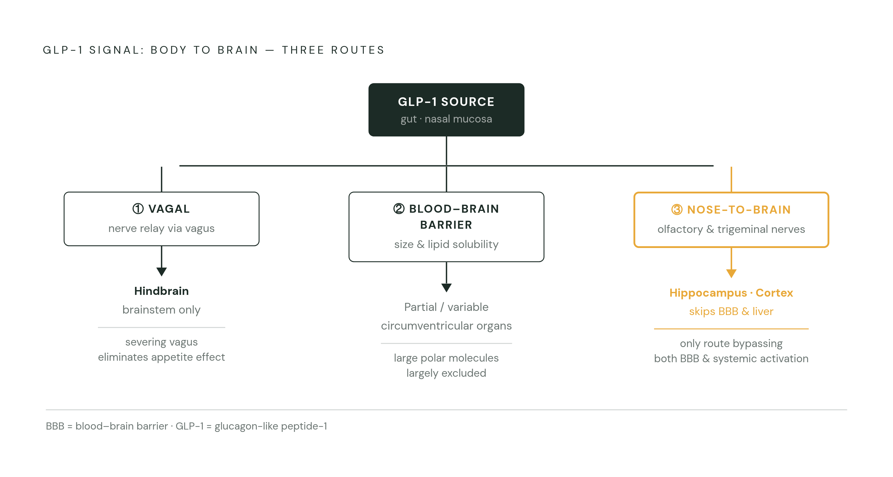Diagram: Three Routes, Three Different Brain Exposures. Visualizes: Visualize the three pathways by which a GLP-1 signal travels from body to brain, each delivering a different dose to different regions.
