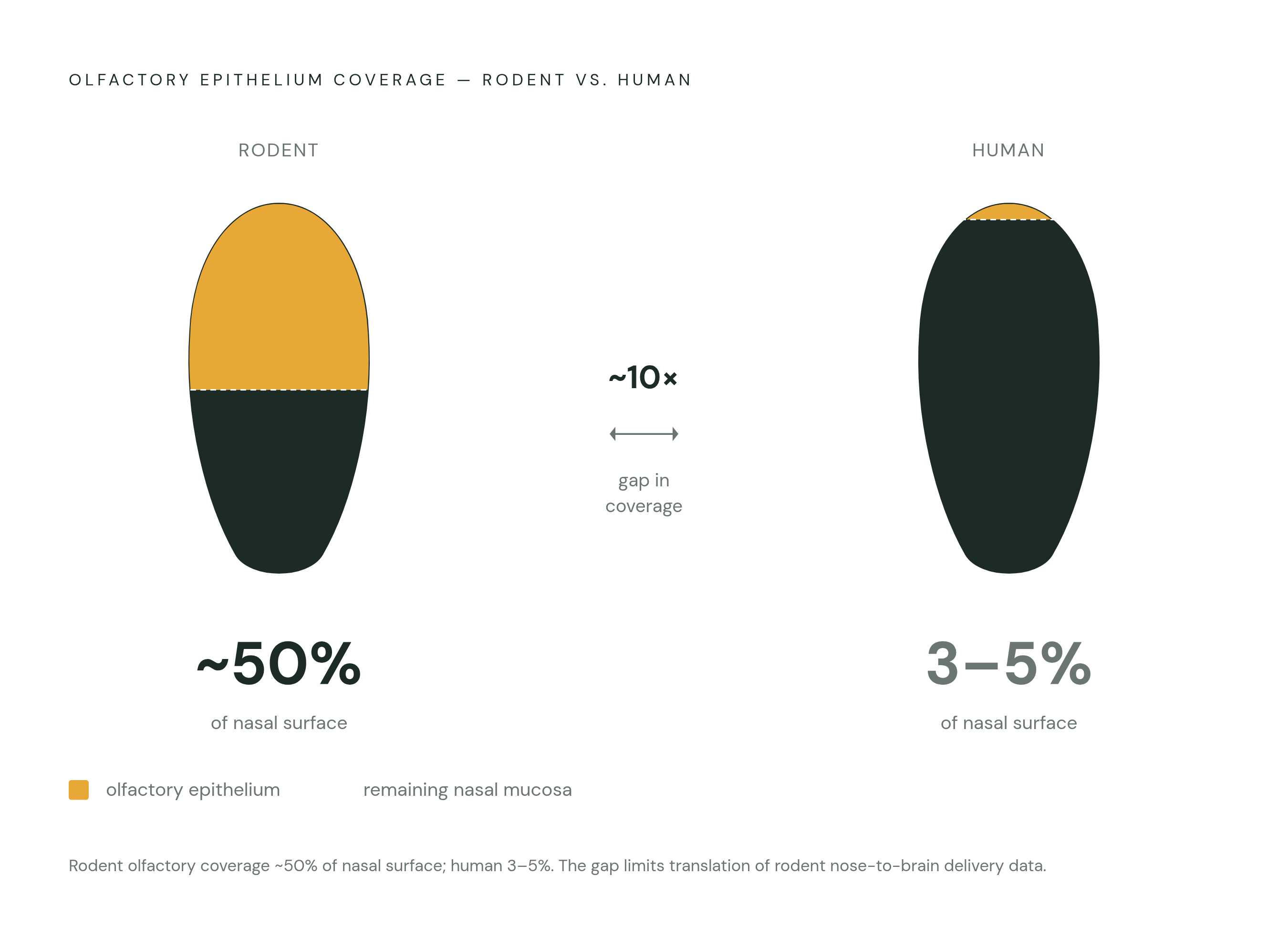 Diagram: The Olfactory Coverage Gap: Humans vs. Rodents. Visualizes: Visualize the stark contrast in olfactory epithelium surface coverage between rodents (~50% of nasal surface area) and humans (3–5% of nasal surface area) — roughly a tenfold…