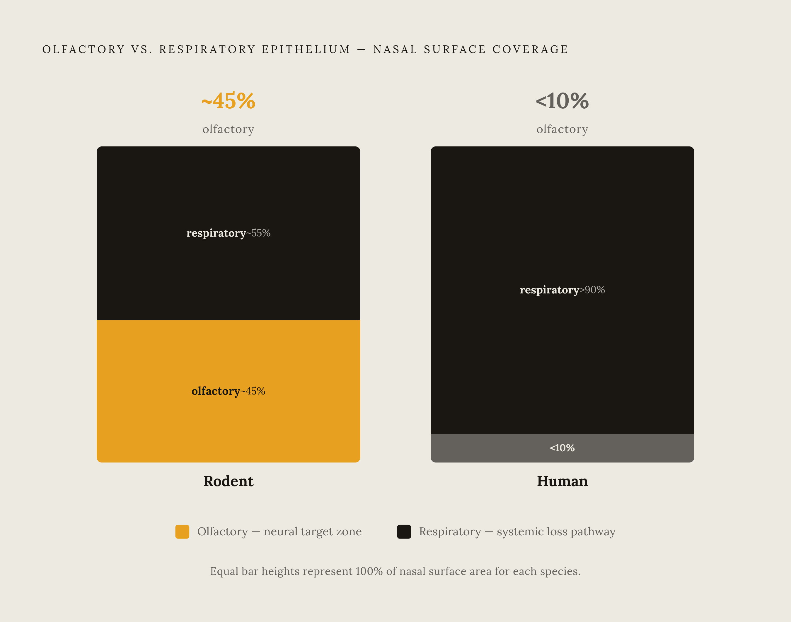 Diagram: Why Most of the Nose Is the Wrong Target. Visualizes: Show the stark contrast between olfactory epithelium coverage in rodents versus humans: in rodents it covers 40–50% of total nasal surface area, but in humans it is under 10%.