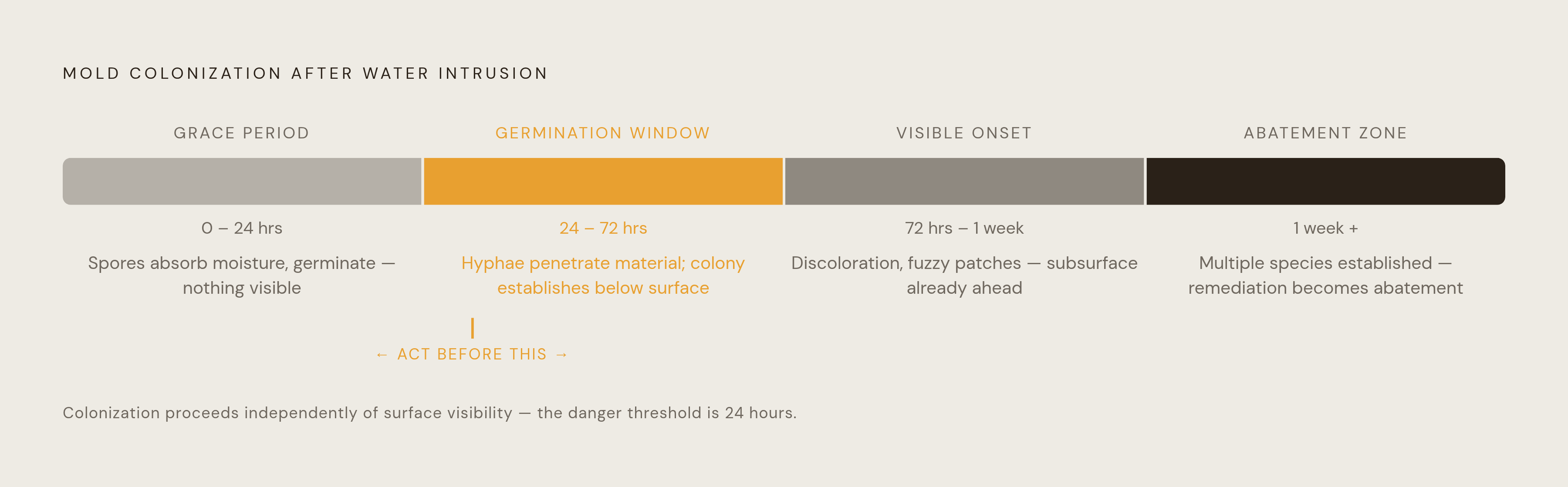 Diagram: The Mold Clock: What Happens Inside a Wet Wall. Visualizes: Visualize the four-stage biological timeline that unfolds after a water intrusion event, using the exact time bands and events from the article: 0–24 hours (spores absorb moisture…
