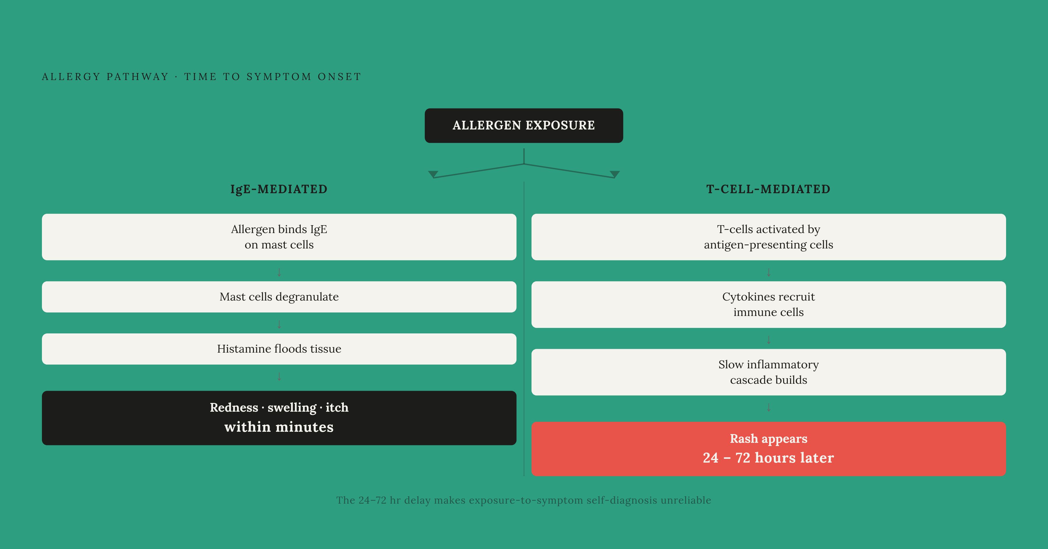 Diagram: Two Immune Pathways, Two Completely Different Timelines. Visualizes: Show the contrast between two allergy mechanisms as a split timeline.