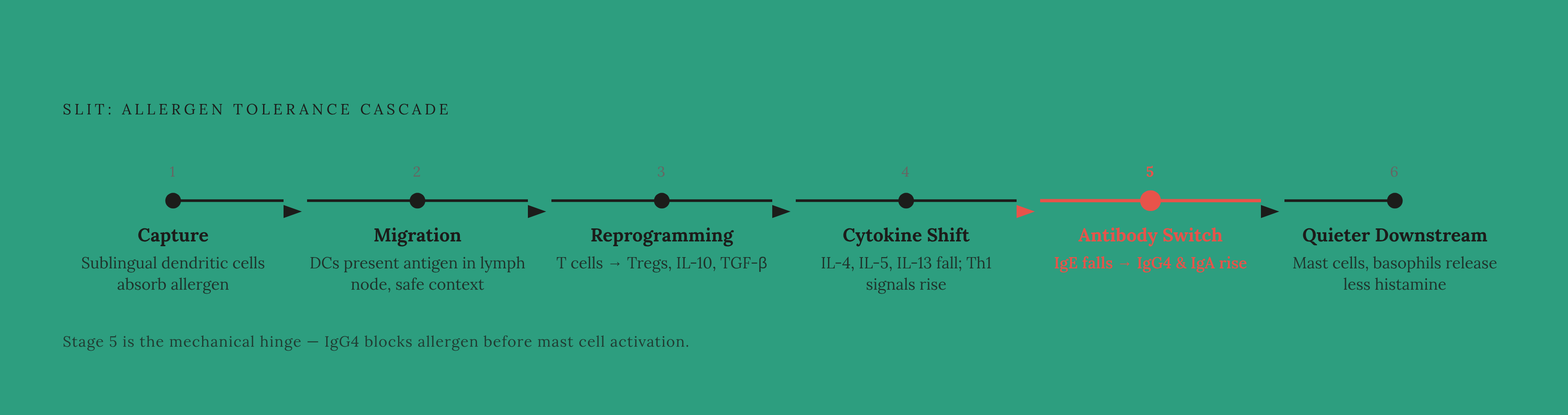 Diagram: Six Links: How SLIT Rewires the Immune System. Visualizes: Visualize the six-step cascade that SLIT triggers, moving from mouth to lymph node to systemic tolerance.