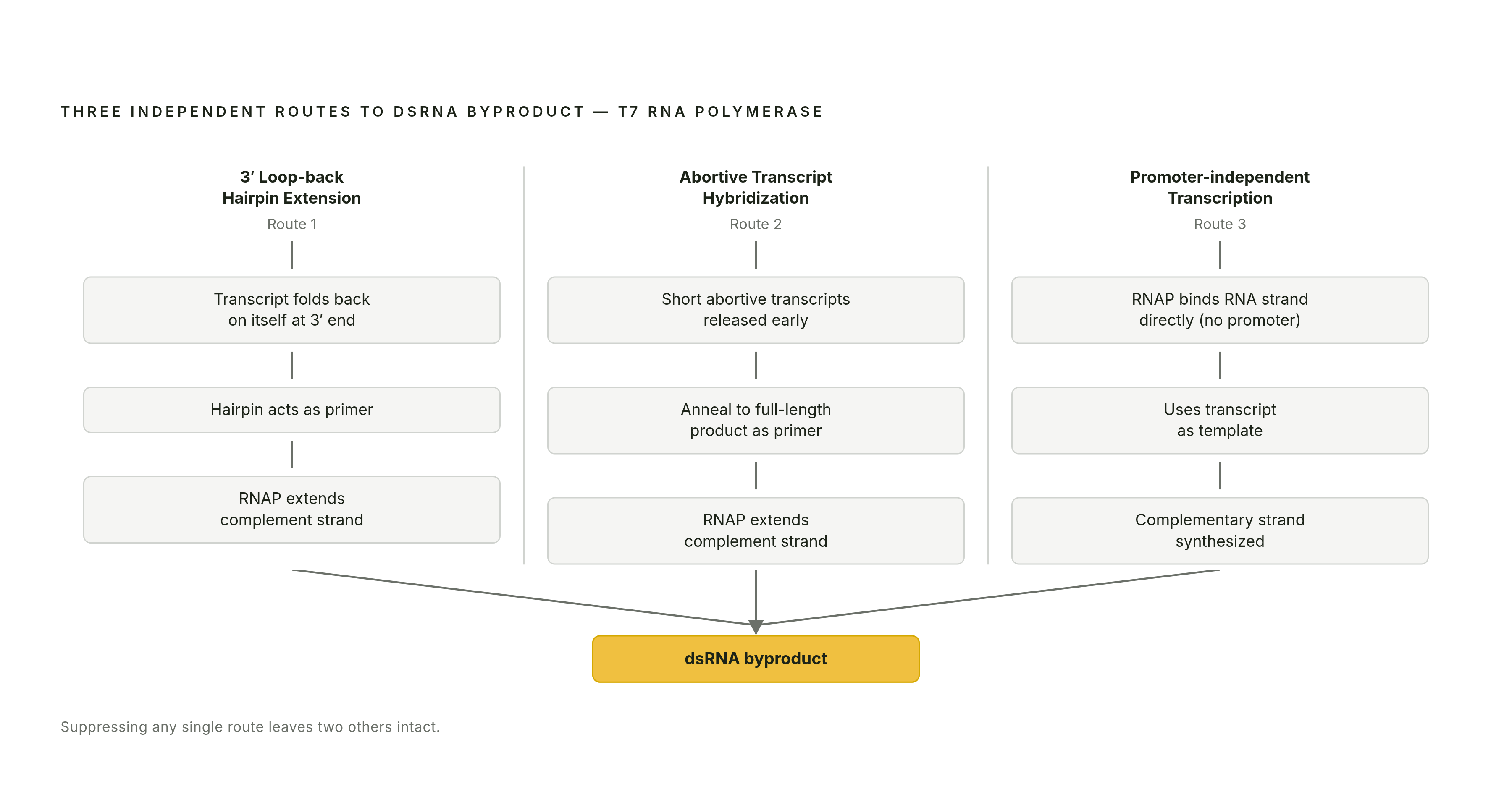Diagram: Three Routes to dsRNA Byproduct Formation in T7 Transcription. Visualizes: Show three distinct mechanistic pathways that produce unwanted double-stranded RNA byproducts during T7 RNA polymerase transcription: (1) 3′ loop-back hairpin…