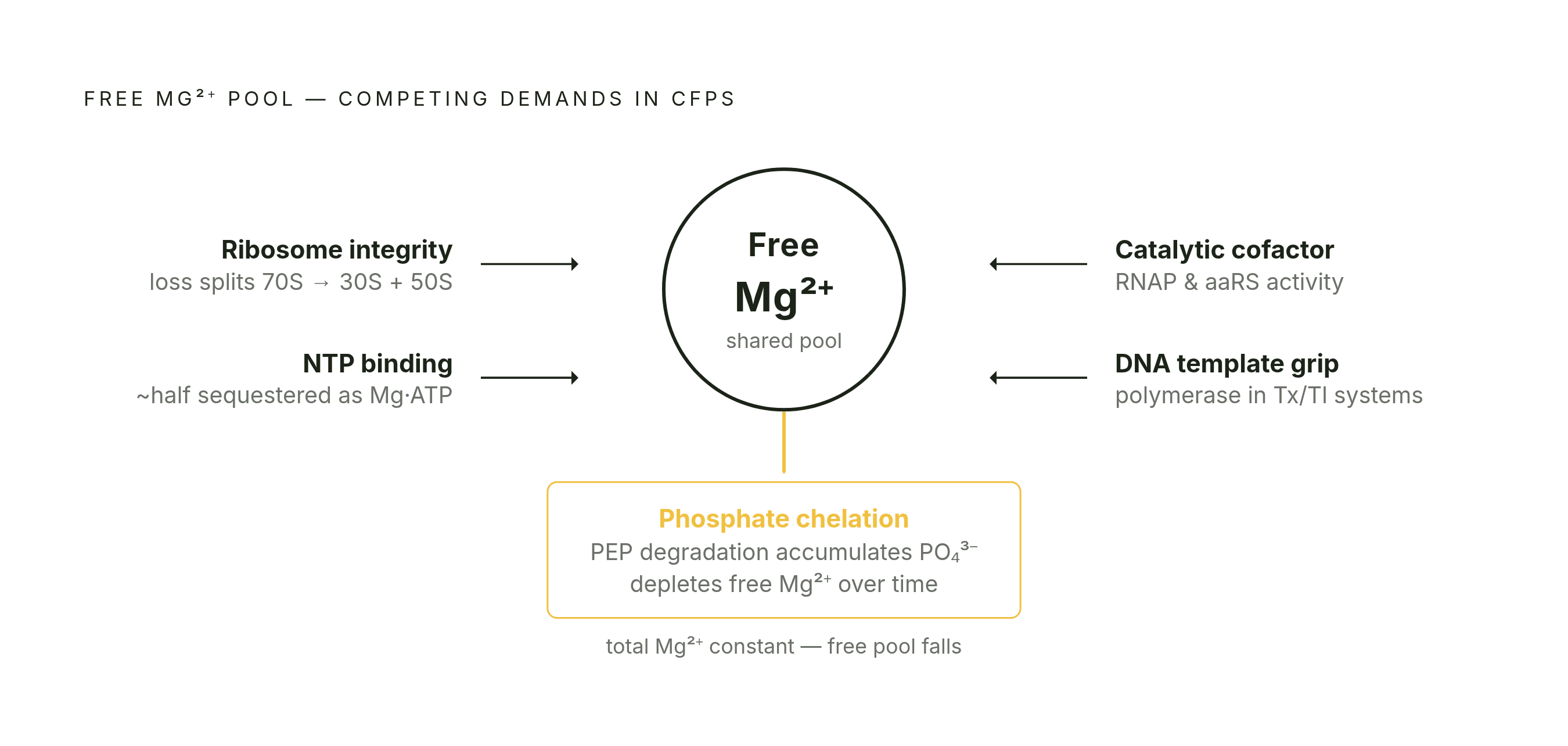 Diagram: Magnesium's Four Competing Jobs, One Shared Pool. Visualizes: Visualize the four simultaneous demands that draw from a single free Mg²⁺ pool in a CFPS reaction: (1) ribosome structural integrity — loss of Mg²⁺ splits the 70S ribosome into…