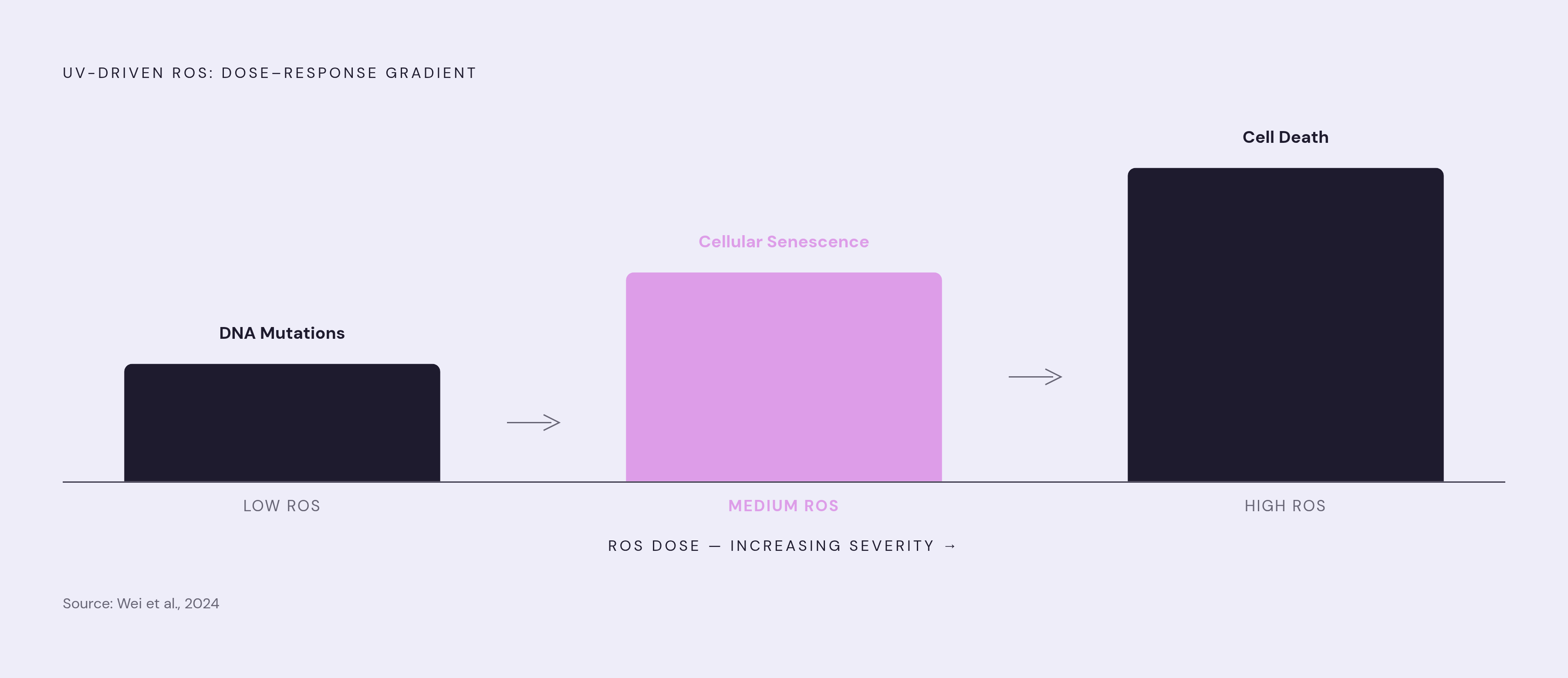 Diagram: UV Radiation: The Dose-Dependent Gradient of Harm. Visualizes: Visualize the three-level dose-response gradient of UV-driven reactive oxygen species (ROS) described in Wei et al., 2024: low ROS levels → DNA mutations; medium ROS levels →…
