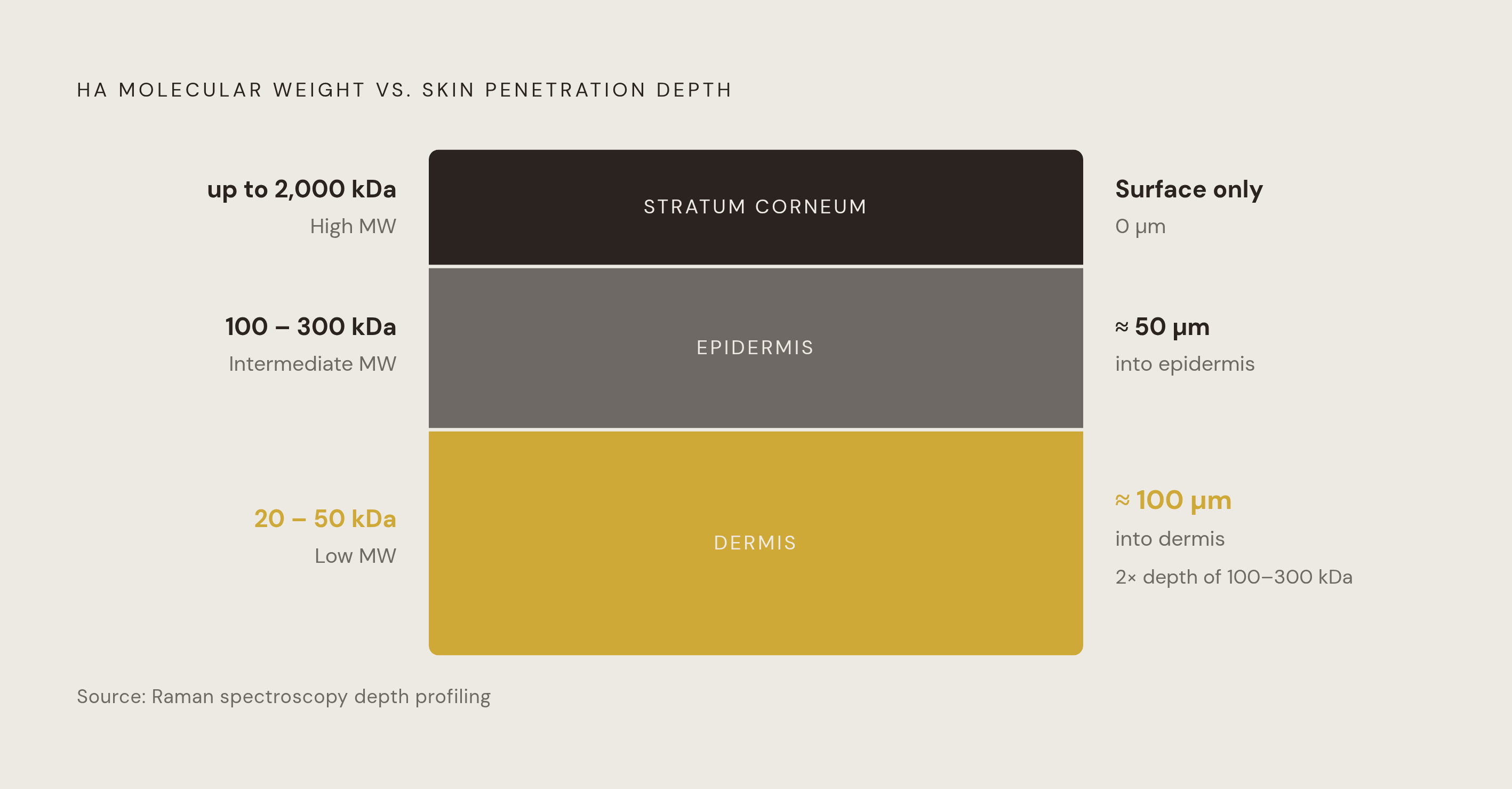 Diagram: How Molecular Weight Decides Where HA Goes in Skin. Visualizes: Show the relationship between hyaluronic acid molecular weight and penetration depth as a layered cross-section or stepped scale.