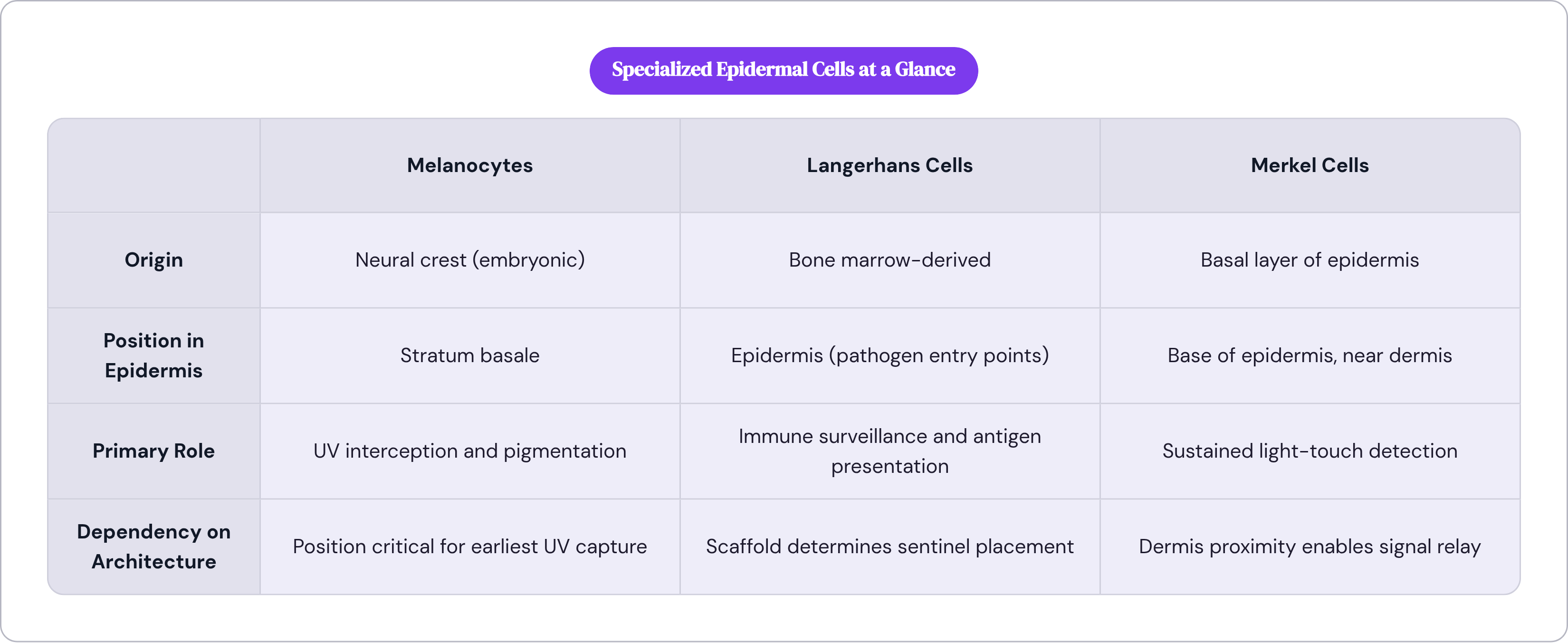 Table: Specialized Epidermal Cells at a Glance. Compares Origin, Position in Epidermis, Primary Role and Dependency on Architecture by Melanocytes, Langerhans Cells and Merkel Cells.