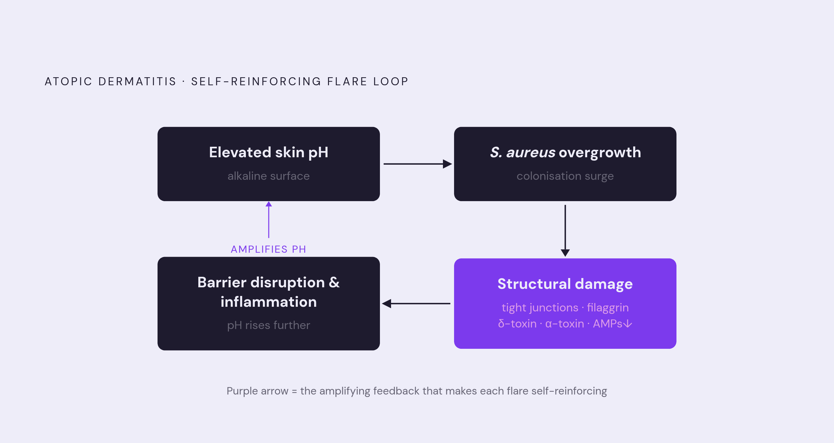 Diagram: How S. aureus Locks In an Atopic Dermatitis Flare. Visualizes: Show the bidirectional feedback loop that makes atopic dermatitis flares self-reinforcing.