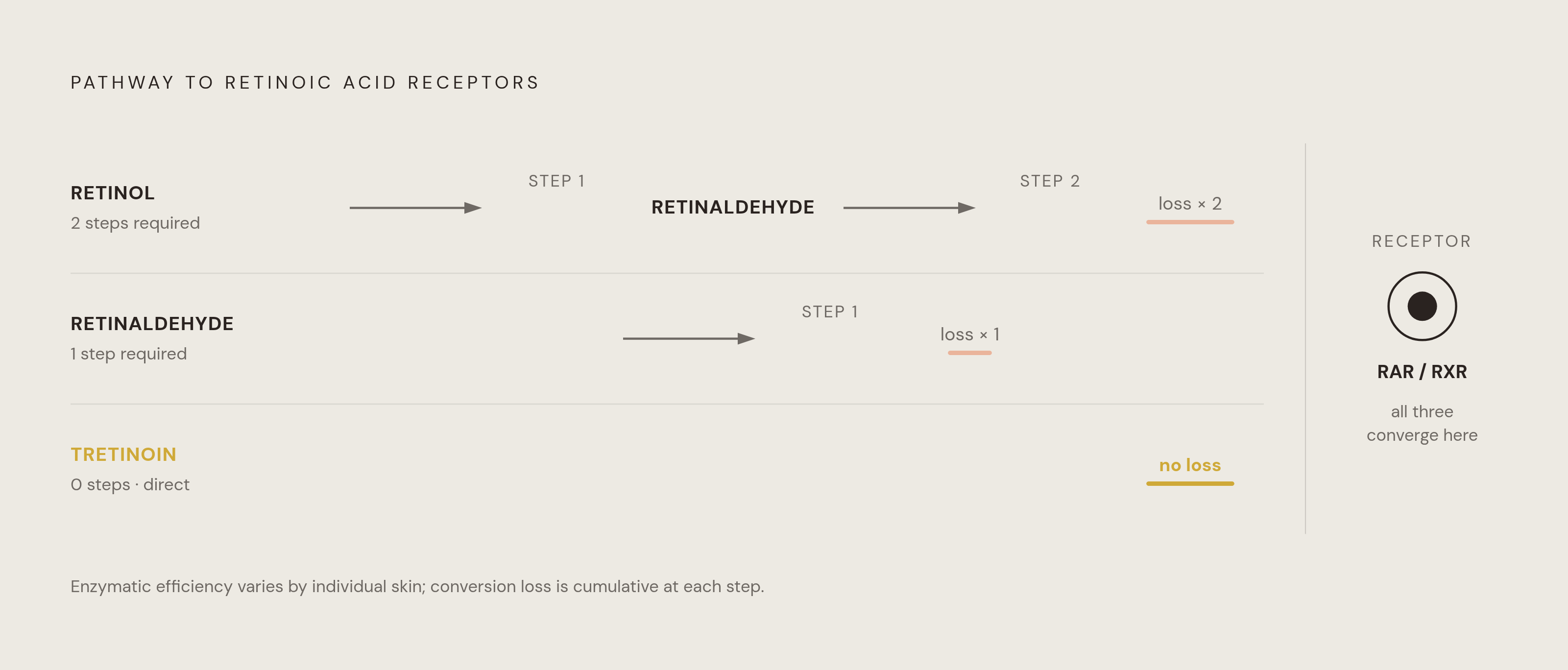 Diagram: Retinol's Two-Step Journey to Become Active. Visualizes: Illustrate the conversion pathway from retinol to retinoic acid compared to tretinoin's direct action.