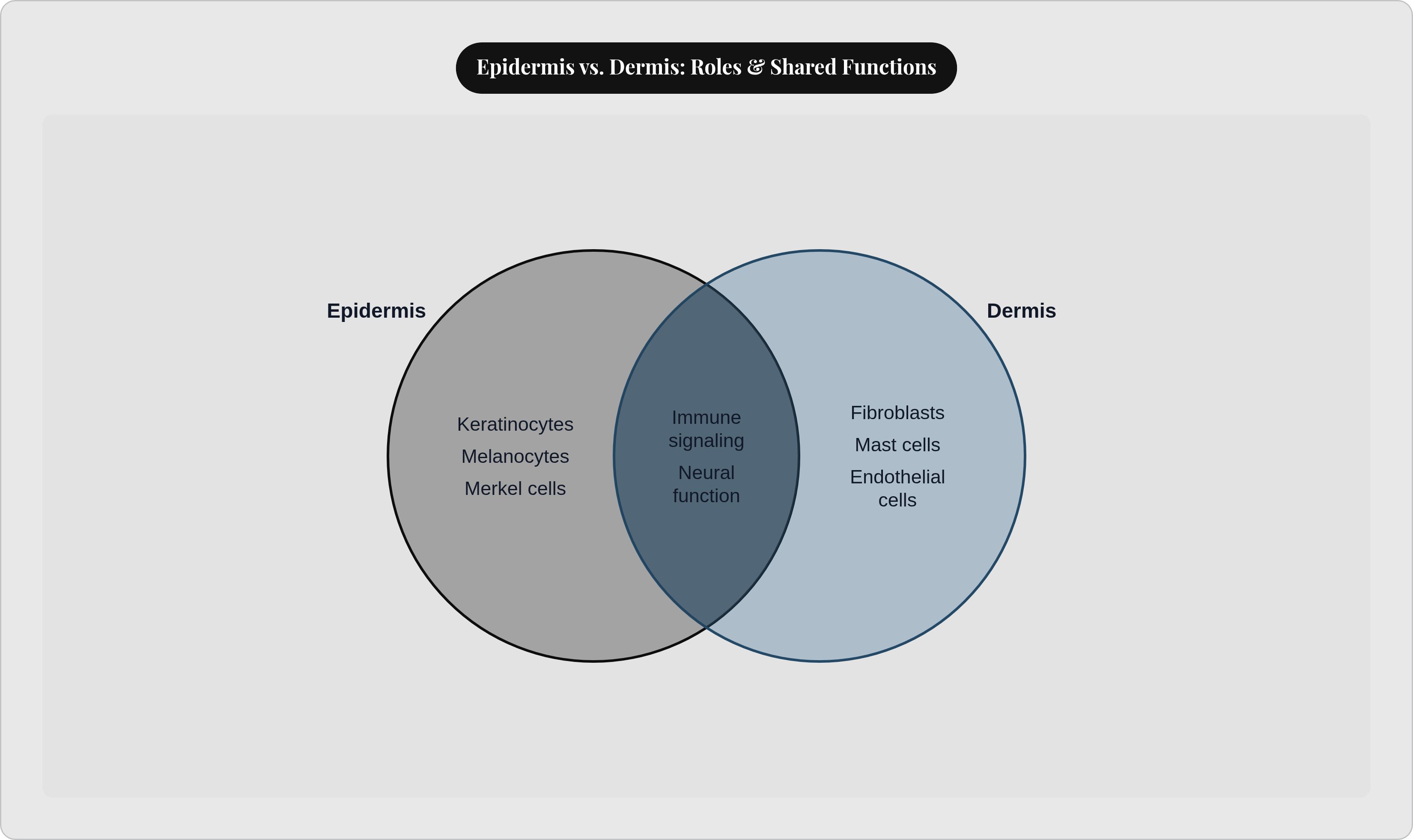 Epidermis vs. Dermis: Roles & Shared Functions