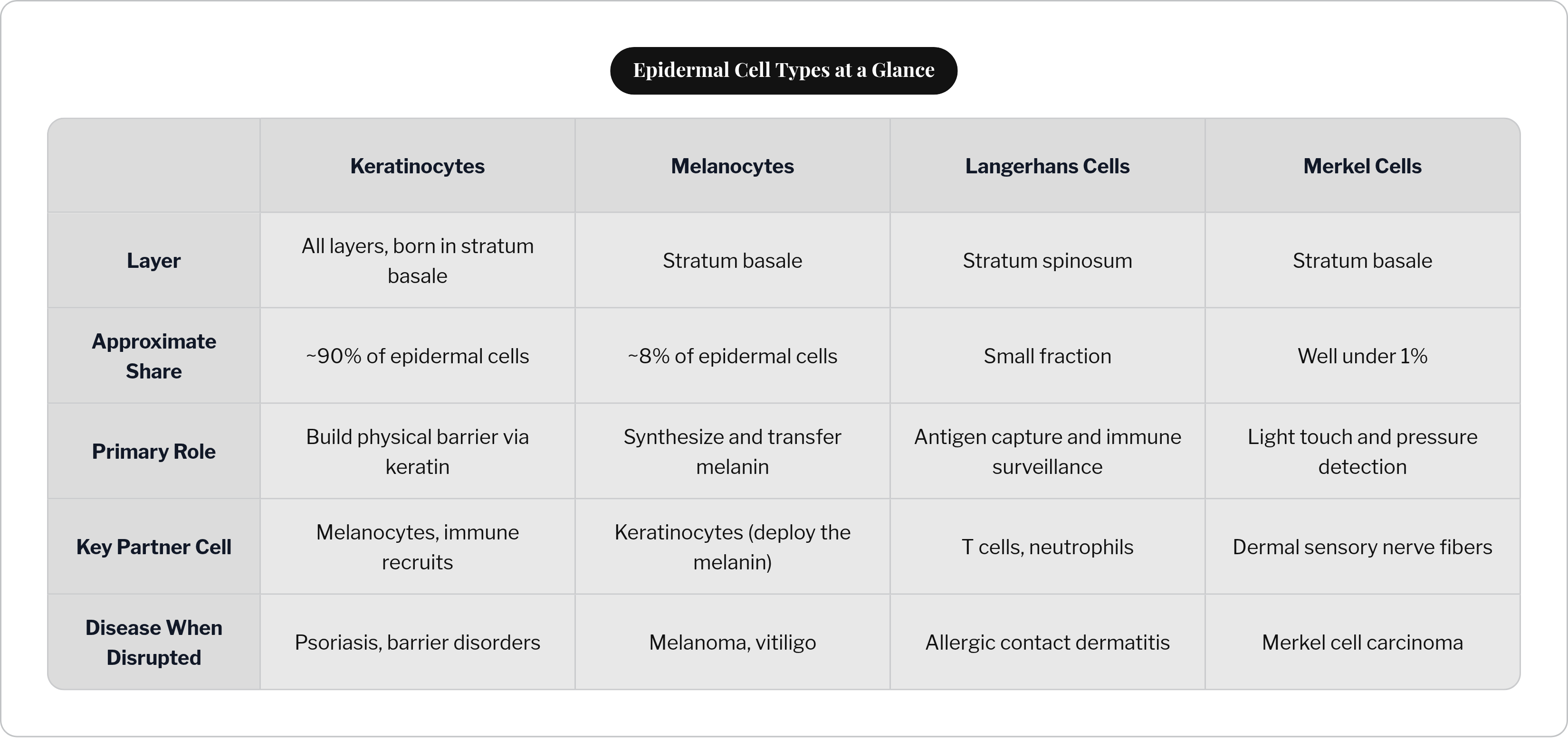 Epidermal Cell Types at a Glance