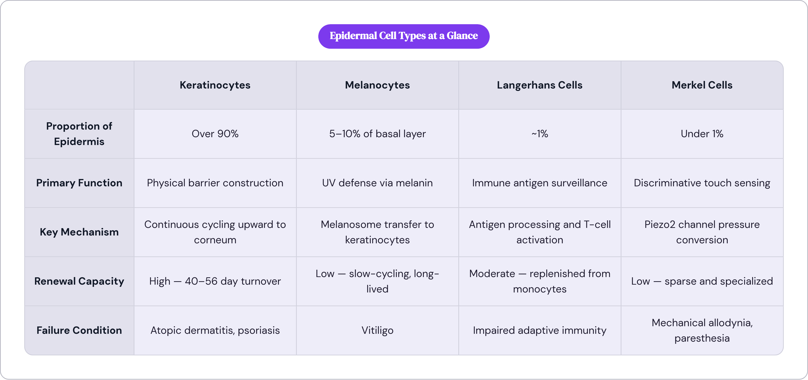 Table: Epidermal Cell Types at a Glance. Compares Proportion of Epidermis, Primary Function, Key Mechanism, Renewal Capacity, and 1 more by Keratinocytes, Melanocytes, Langerhans Cells and Merkel Cells.