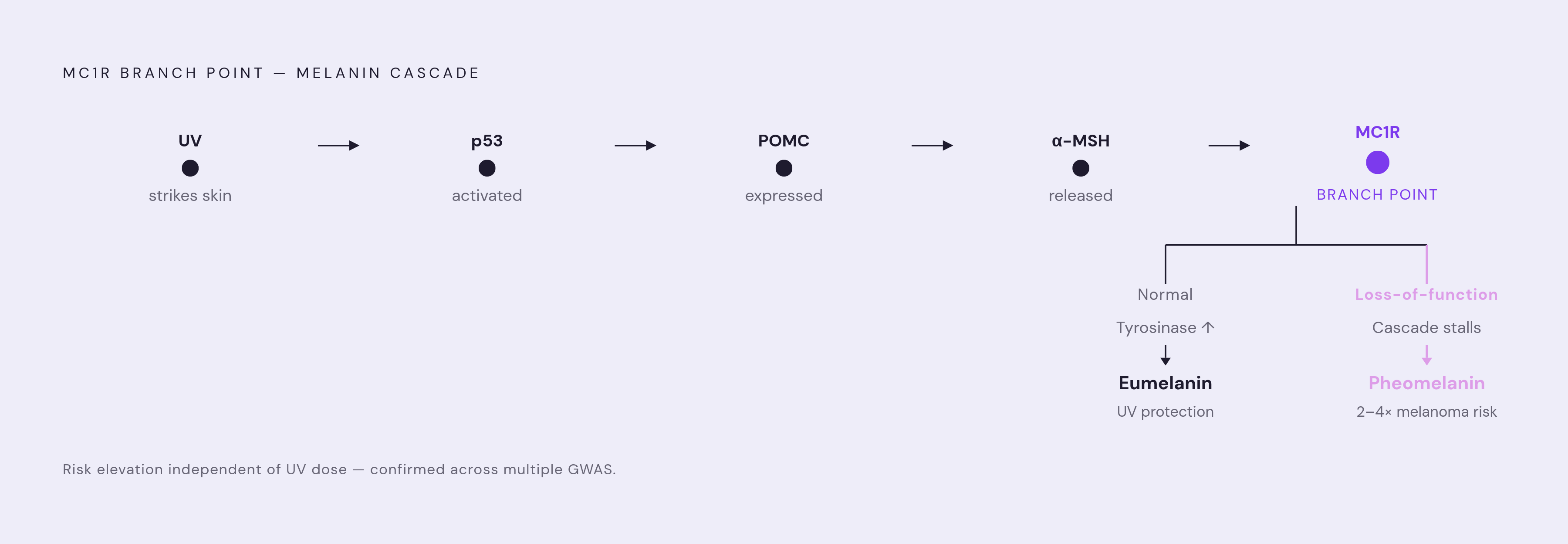 Diagram: The Melanogenesis Pathway: From UV Hit to Melanin Output. Visualizes: Illustrate the signaling cascade that governs melanin production and where MC1R variants intervene.