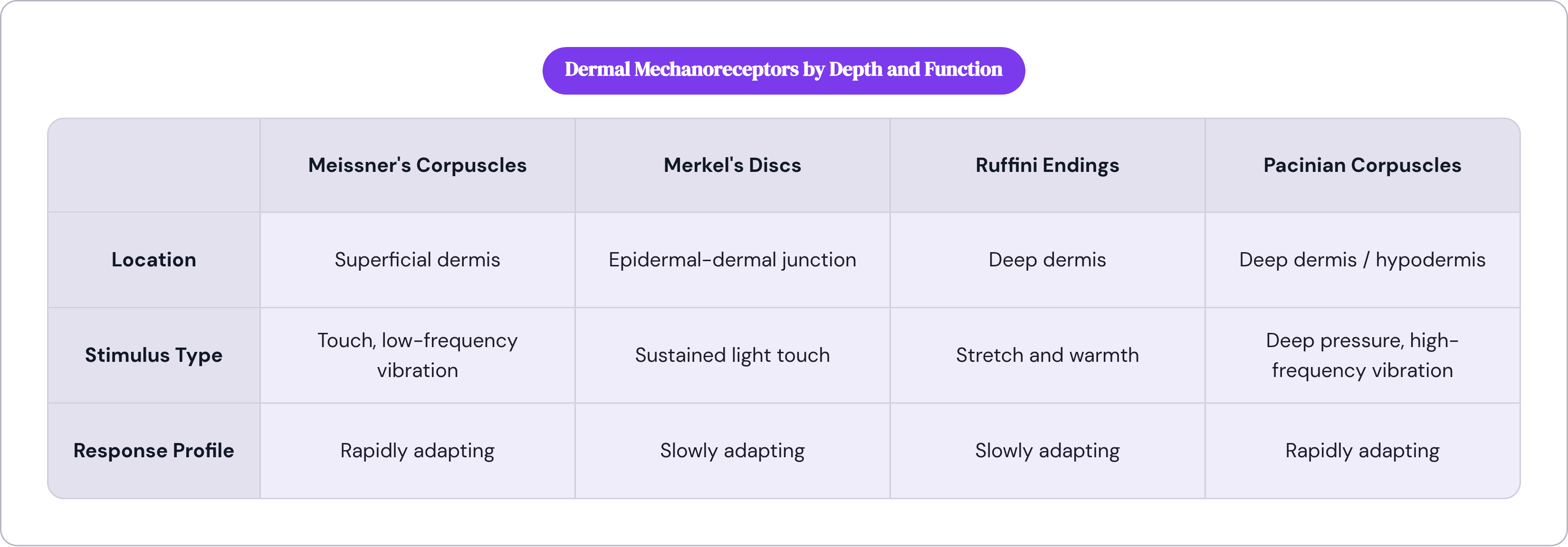 Table: Dermal Mechanoreceptors by Depth and Function. Compares Location, Stimulus Type and Response Profile by Meissner's Corpuscles, Merkel's Discs, Ruffini Endings and Pacinian Corpuscles.