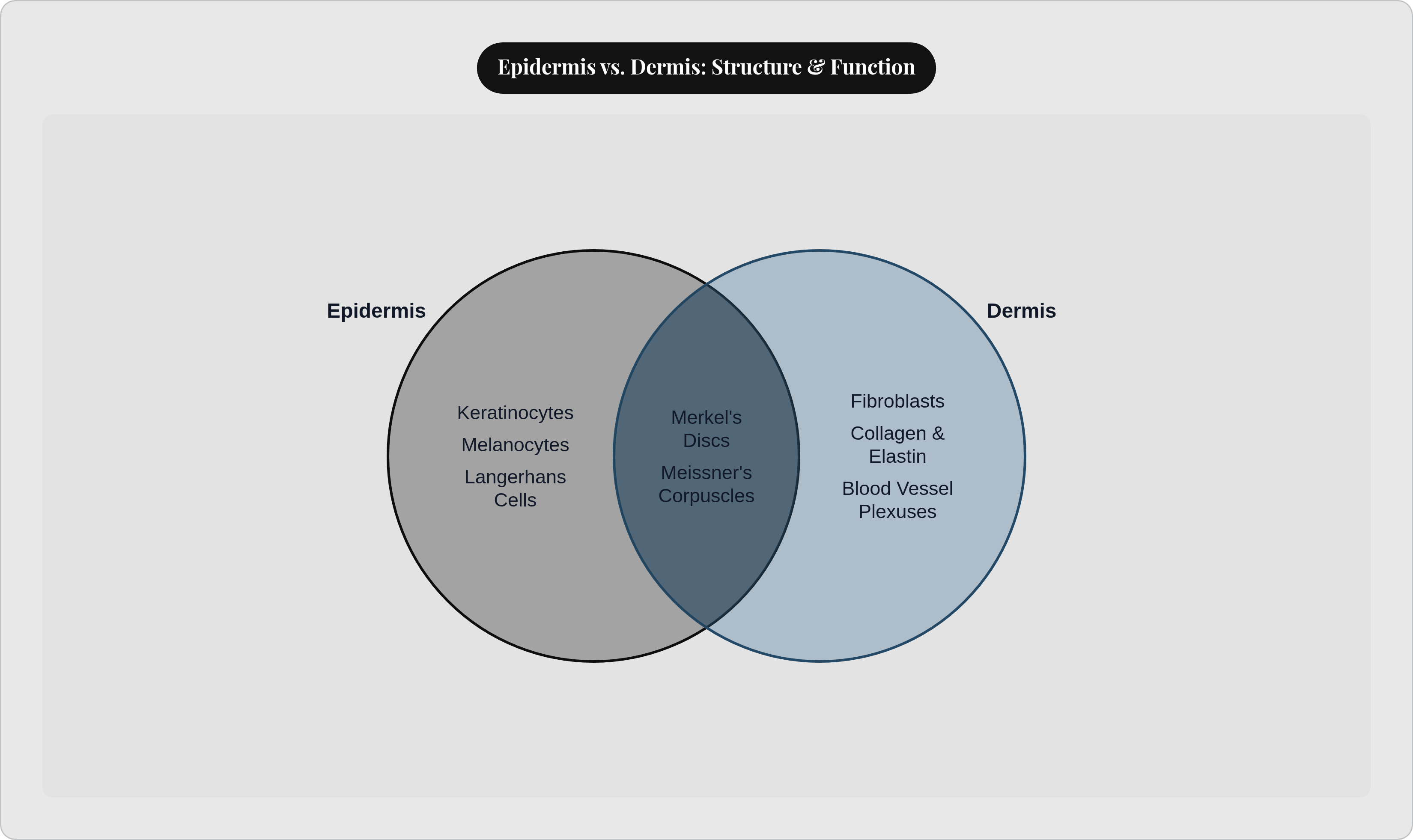 Venn diagram: Epidermis vs. Dermis: Structure & Function. Compares Epidermis and Dermis; overlap: Shared Zone.