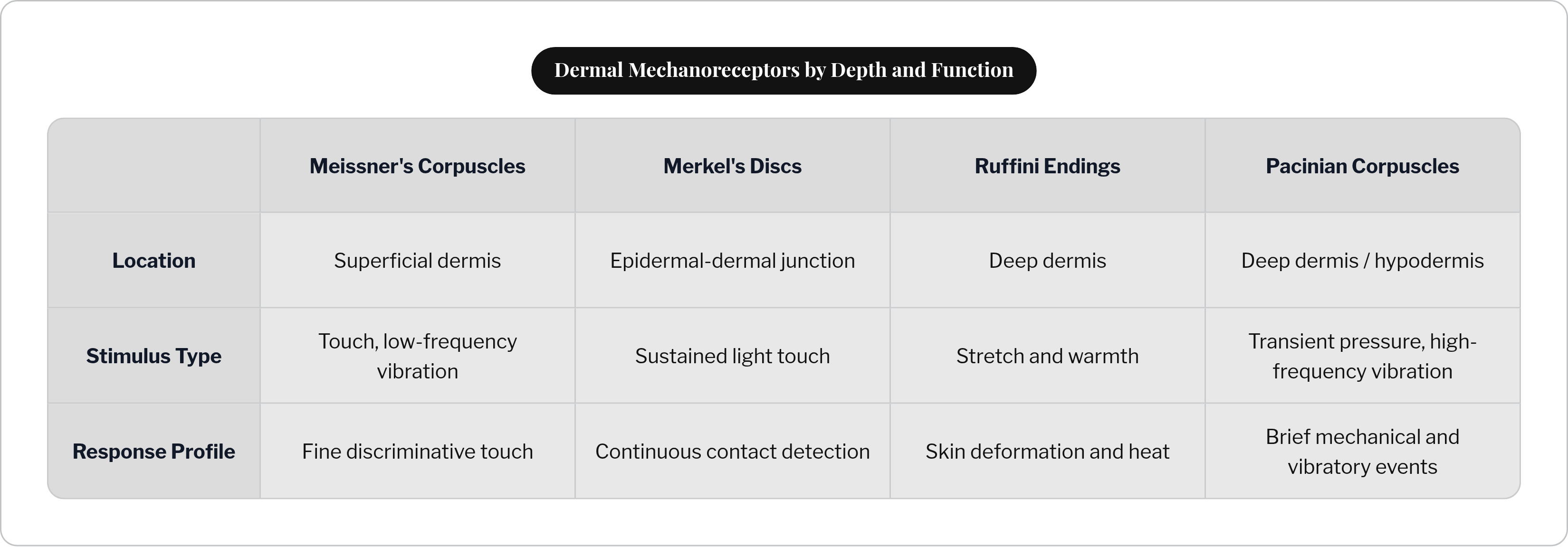 Table: Dermal Mechanoreceptors by Depth and Function. Compares Location, Stimulus Type and Response Profile by Meissner's Corpuscles, Merkel's Discs, Ruffini Endings and Pacinian Corpuscles.