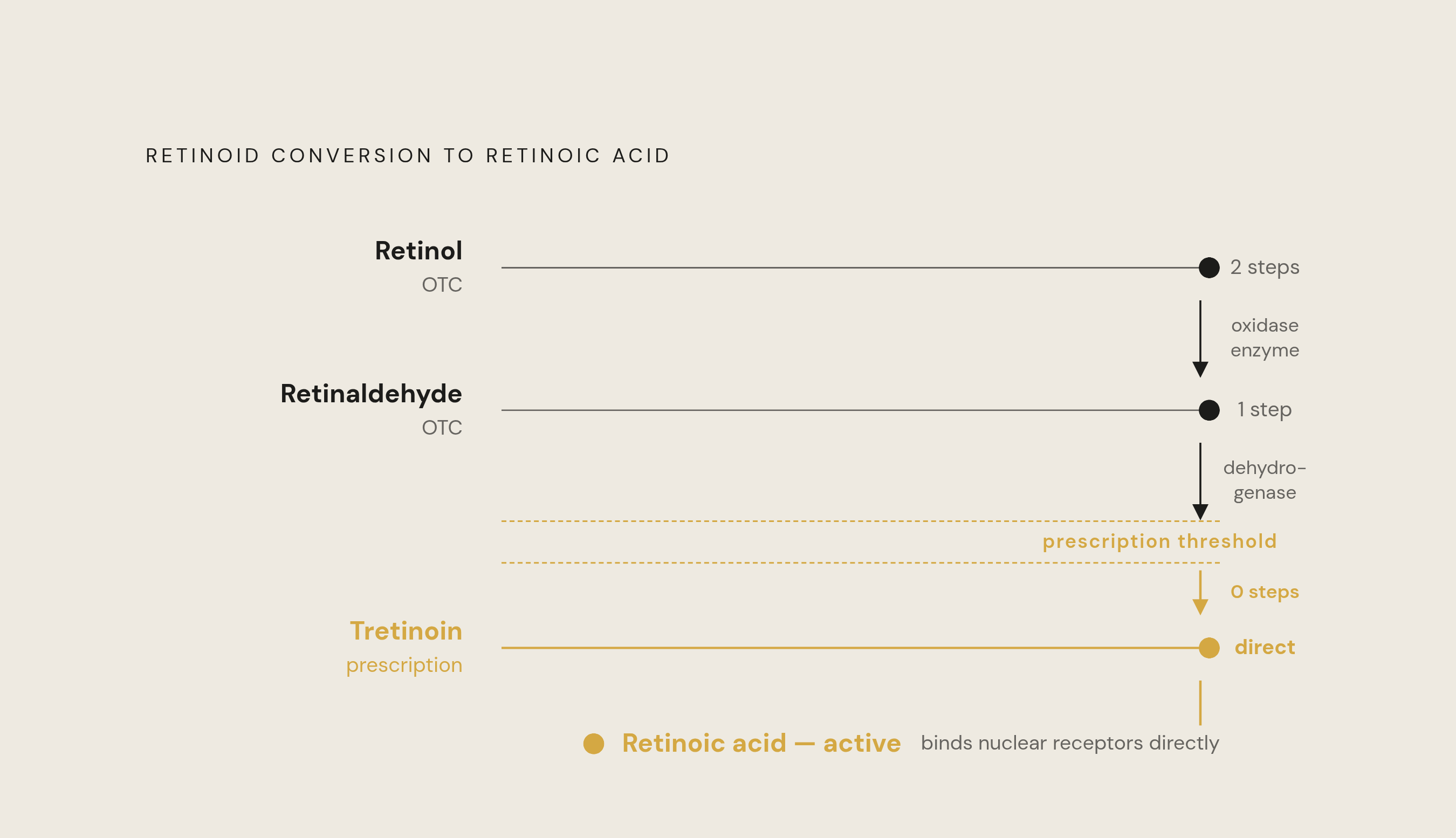 Diagram: Steps to Active: Why Conversion Distance Determines Strength. Visualizes: Show the conversion chain from over-the-counter retinoids to the skin's active molecule, retinoic acid.
