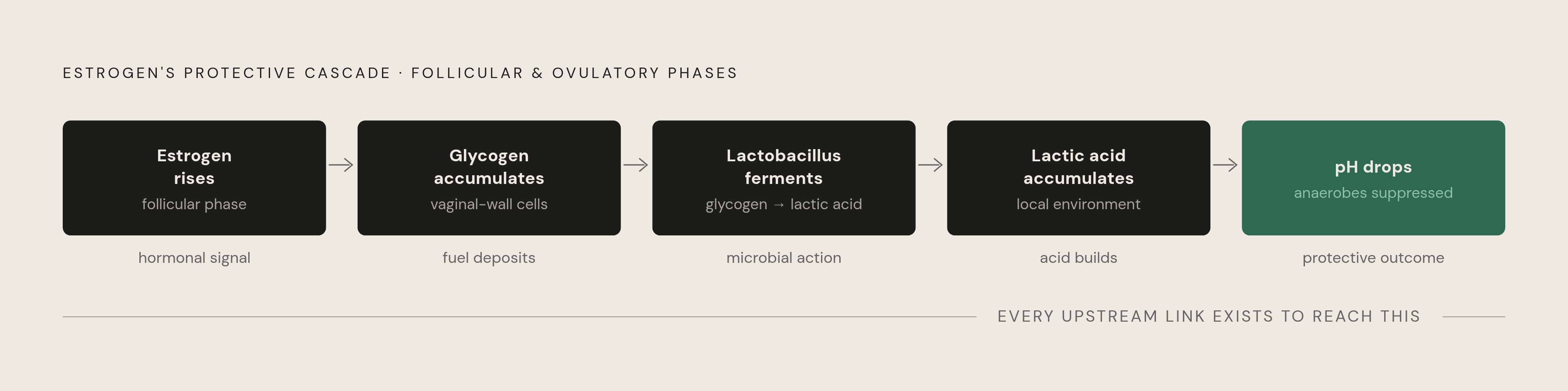 Diagram: How Estrogen Builds the Vaginal Defense Chain. Visualizes: Illustrate a five-link causal chain showing how estrogen protects the vaginal microbiome during the follicular and ovulatory phases.
