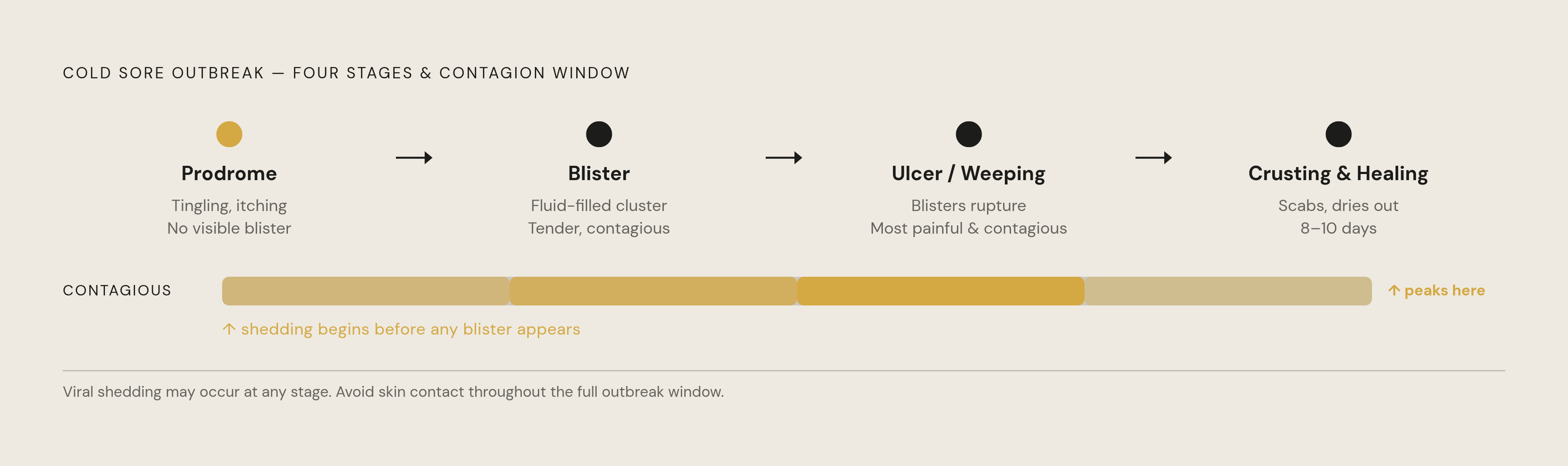 Diagram: The Four Stages of a Fever Blister — and When Contagiousness Peaks. Visualizes: Show the four sequential stages of a cold sore outbreak as a linear progression, making clear that contagiousness spans all four stages, not just the visible…