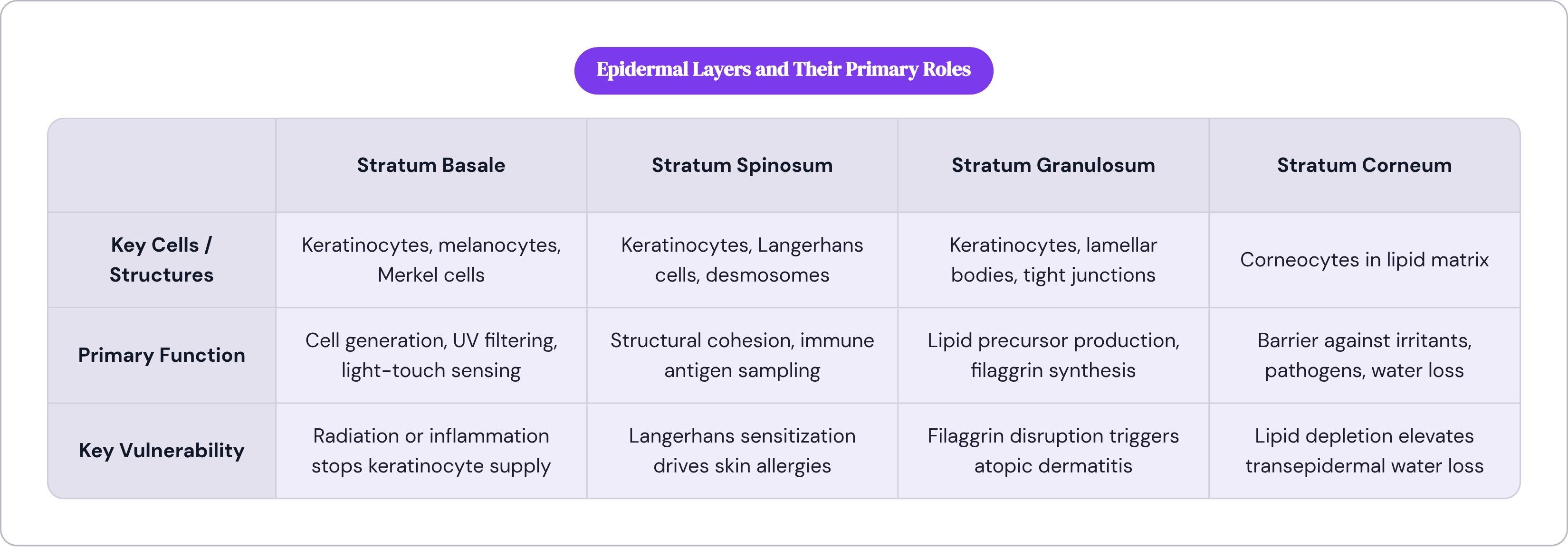 Table: Epidermal Layers and Their Primary Roles. Compares Key Cells / Structures, Primary Function and Key Vulnerability by Stratum Basale, Stratum Spinosum, Stratum Granulosum and Stratum Corneum.
