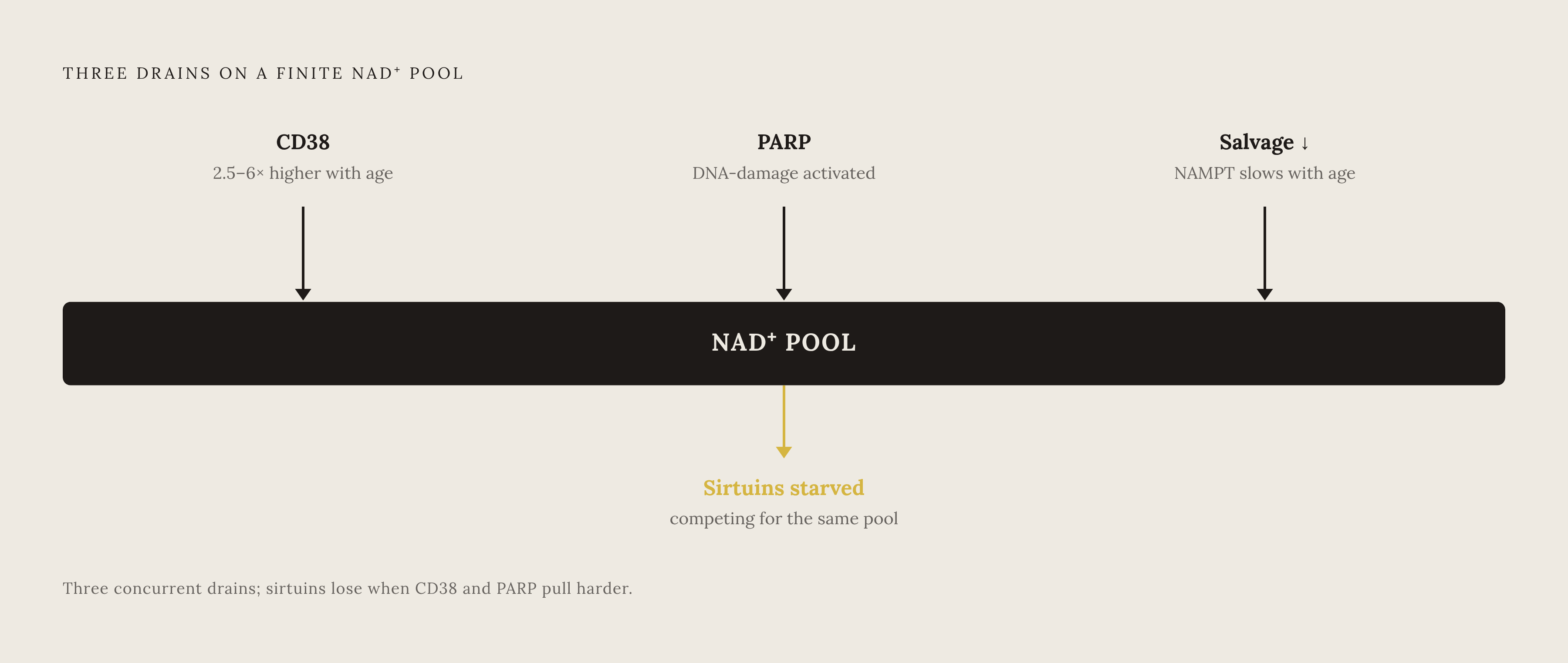 Diagram: Three Mechanisms Draining the Same NAD+ Pool. Visualizes: Visualize three converging mechanisms that simultaneously deplete the cell's finite NAD+ pool with age, each making the others worse.
